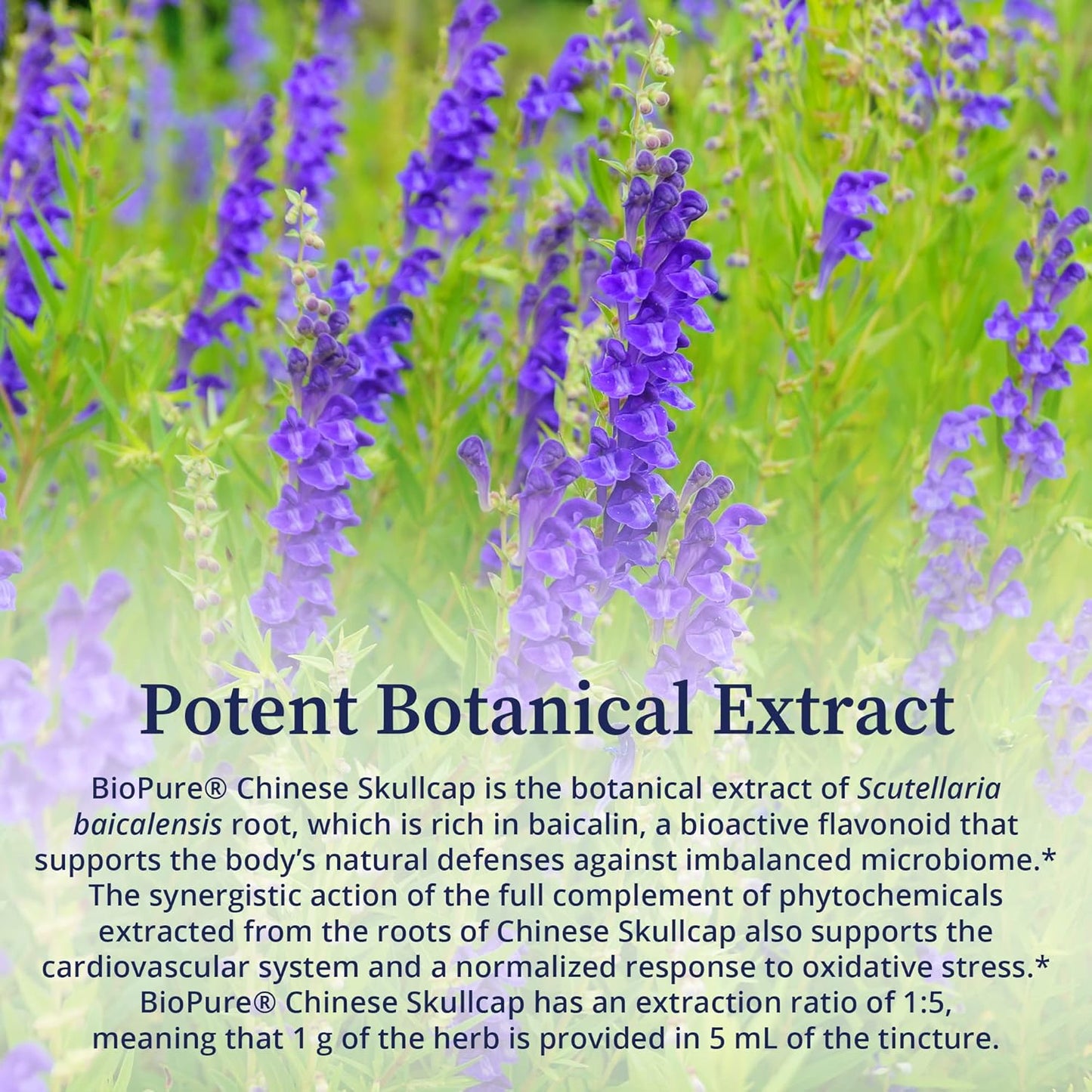 Premium BioPure Chinese Skullcap Herbal Tincture - Bioactive Flavonoid-Rich Extract for Neurological, Immune, & Circulation Support - 2 fl oz