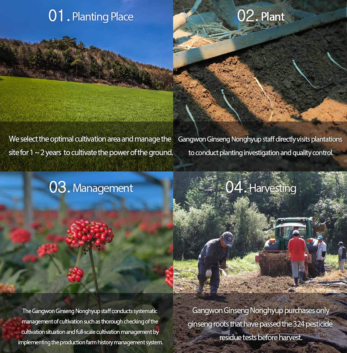 Premium Gangwoninsam 6 Year Korean Red Ginseng Tea - 150g Total, Authentic Korean Red Ginseng Extract, Individually Packaged Tea Packets