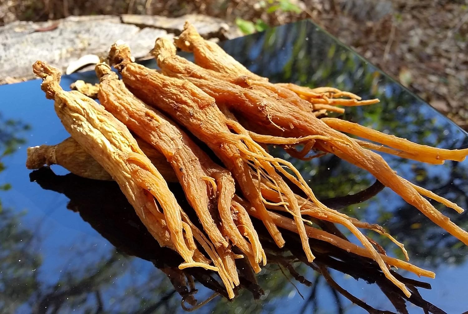 Premium Grade Korean Red Ginseng Whole Roots - High Ginsenosides for Energy and Mental Health - 6 Year Old, Very Large Size - 4oz Bottle