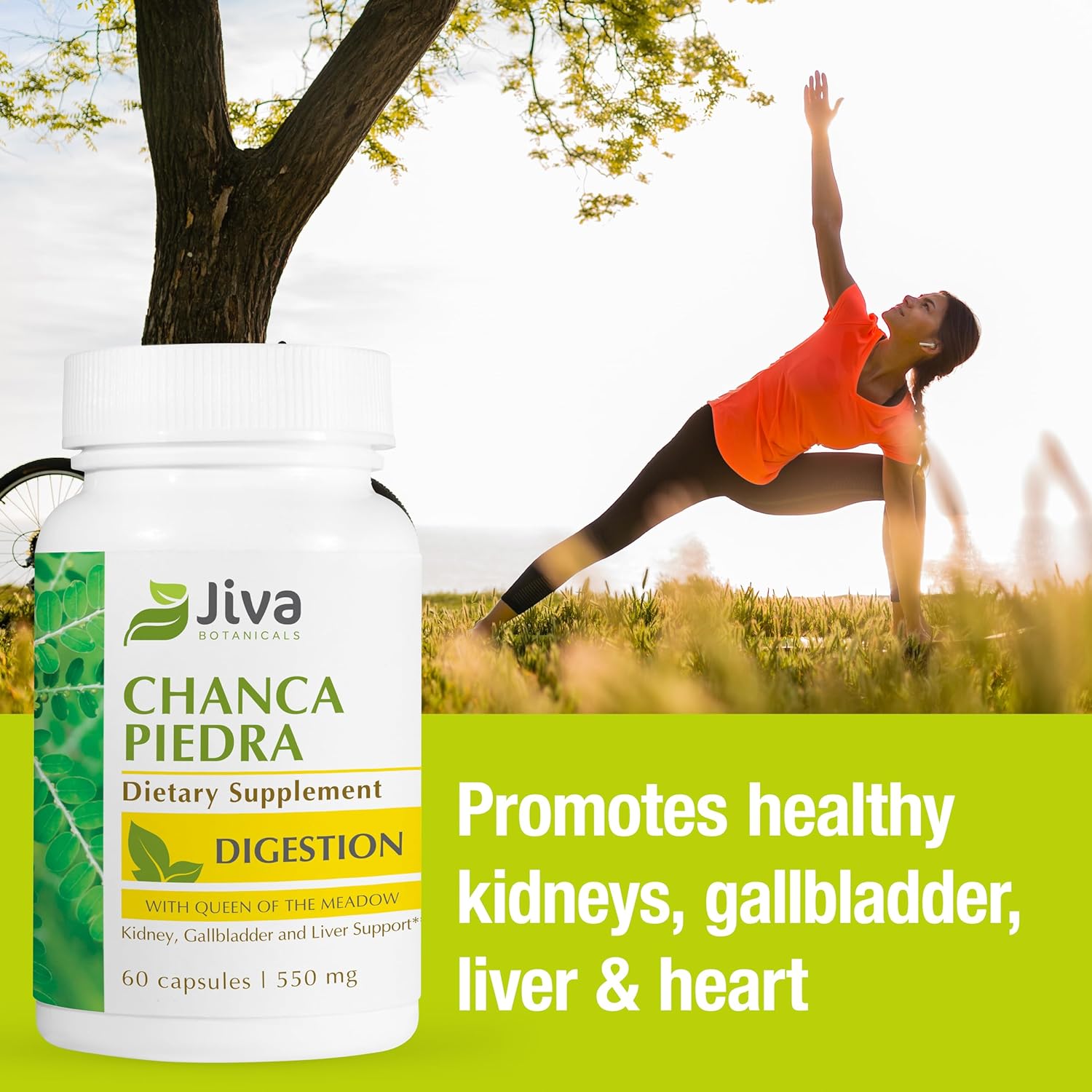 Premium Jiva Botanicals Chanca Piedra Supplement - 550 mg per Serving - 500mg Extract with 50mg Queen of The Meadow - 60 Day Supply