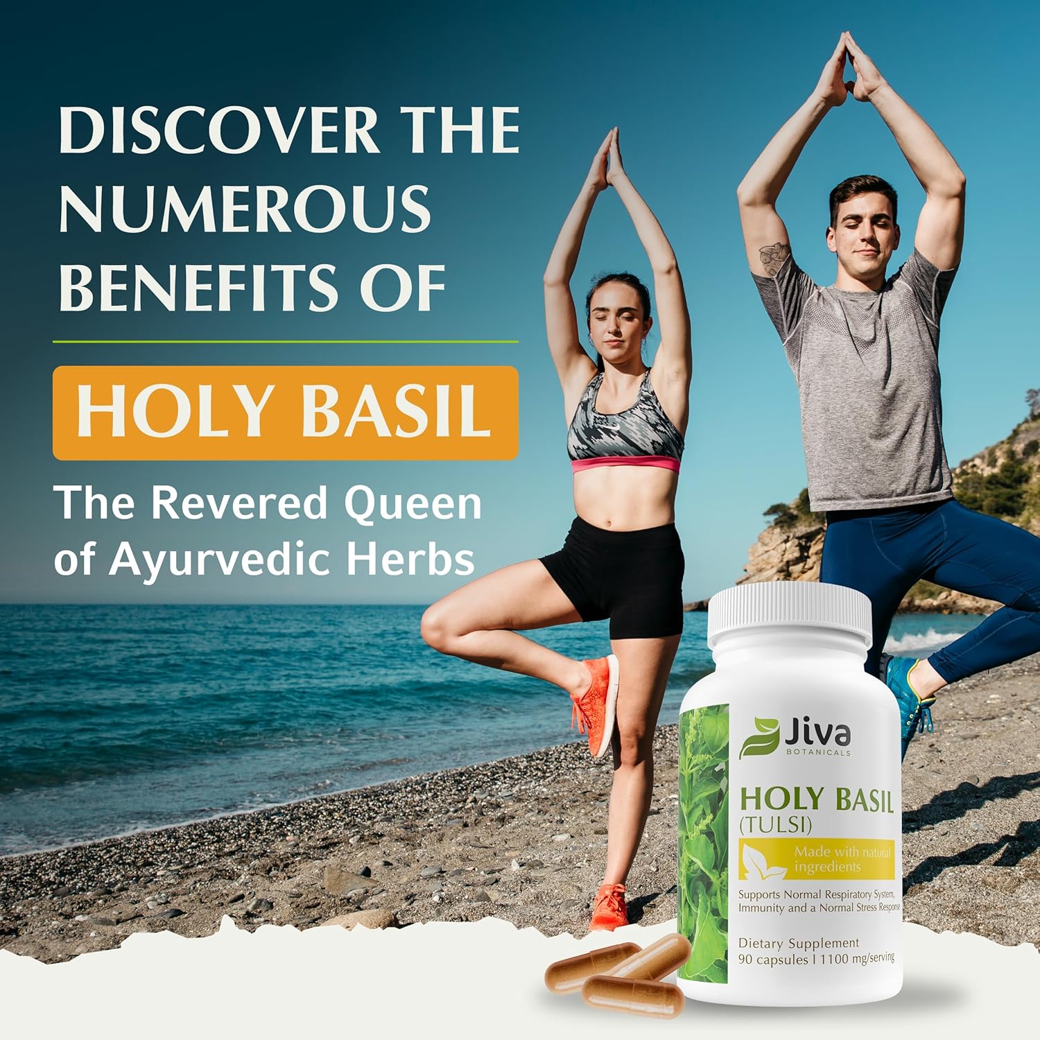 Premium Jiva Botanicals Holy Basil Capsules with Tulsi Powder - Natural Ayurvedic Herb Supplement - 90 Vegan Capsules