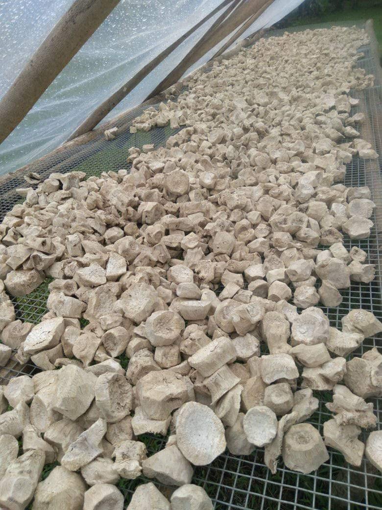 Premium Lewena Kava Powder from Royal Fiji - Smooth & Uplifting Social Drink Made from Mature Kava Root