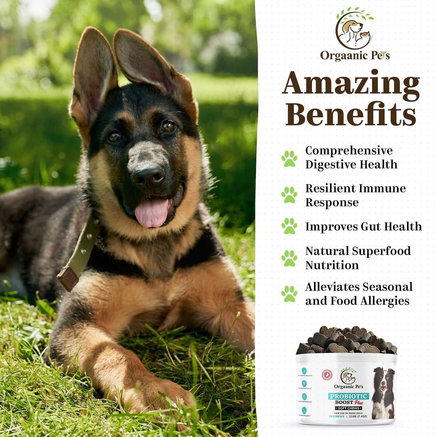 Premium Organic Dog Probiotic Chews - Enhance Gut Health, Alleviate Allergies - Probiotics, Postbiotics, Prebiotics, Colostrum, Glutamine, Mushrooms, Pumpkin, Quercetin, Superfood Blend