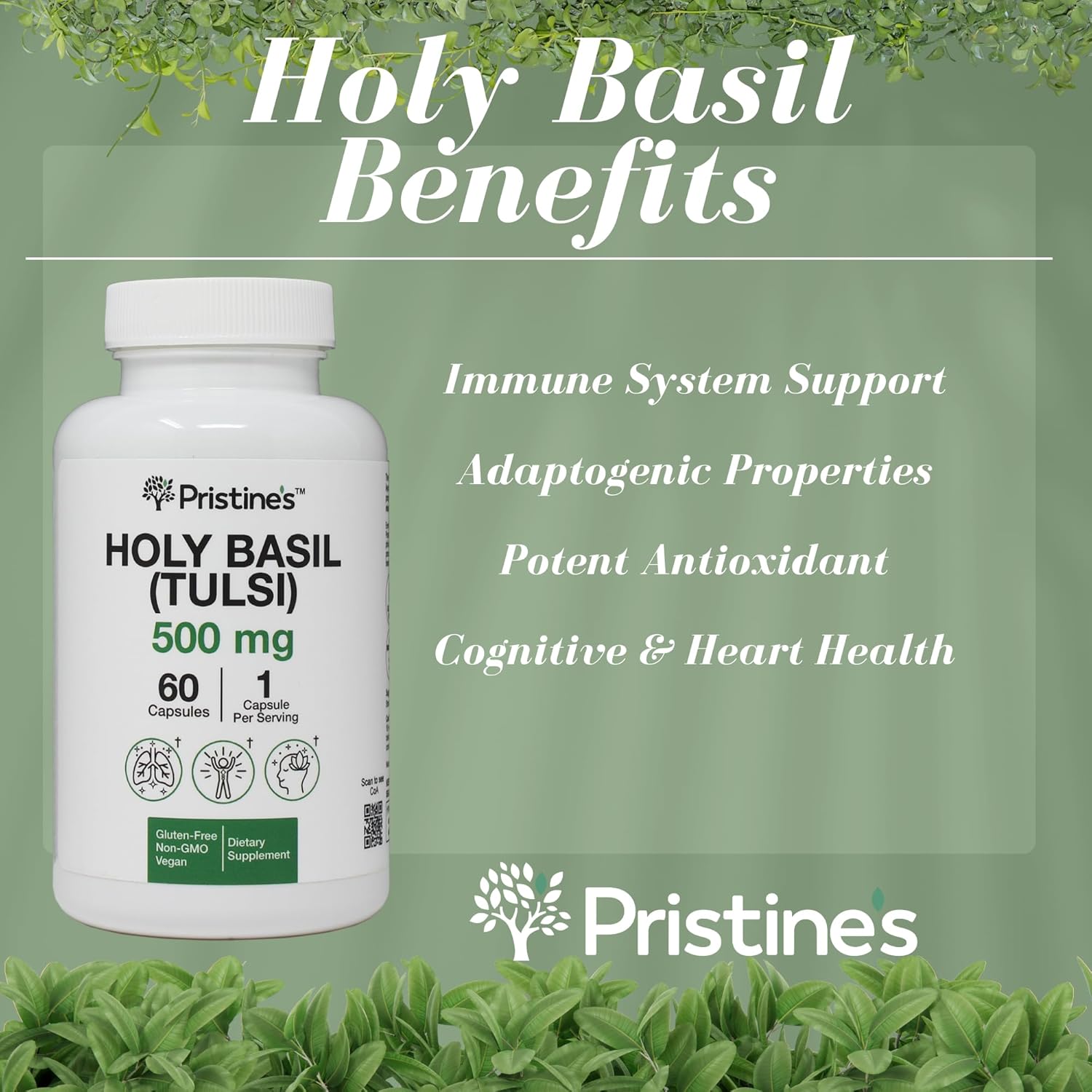 Pristine's Holy Basil Leaf Capsules 500mg - 180 Day Supply (3 Pack) for Relaxation & Immunity - Adaptogen Supplement - Vegan, Non-GMO, Gluten Free