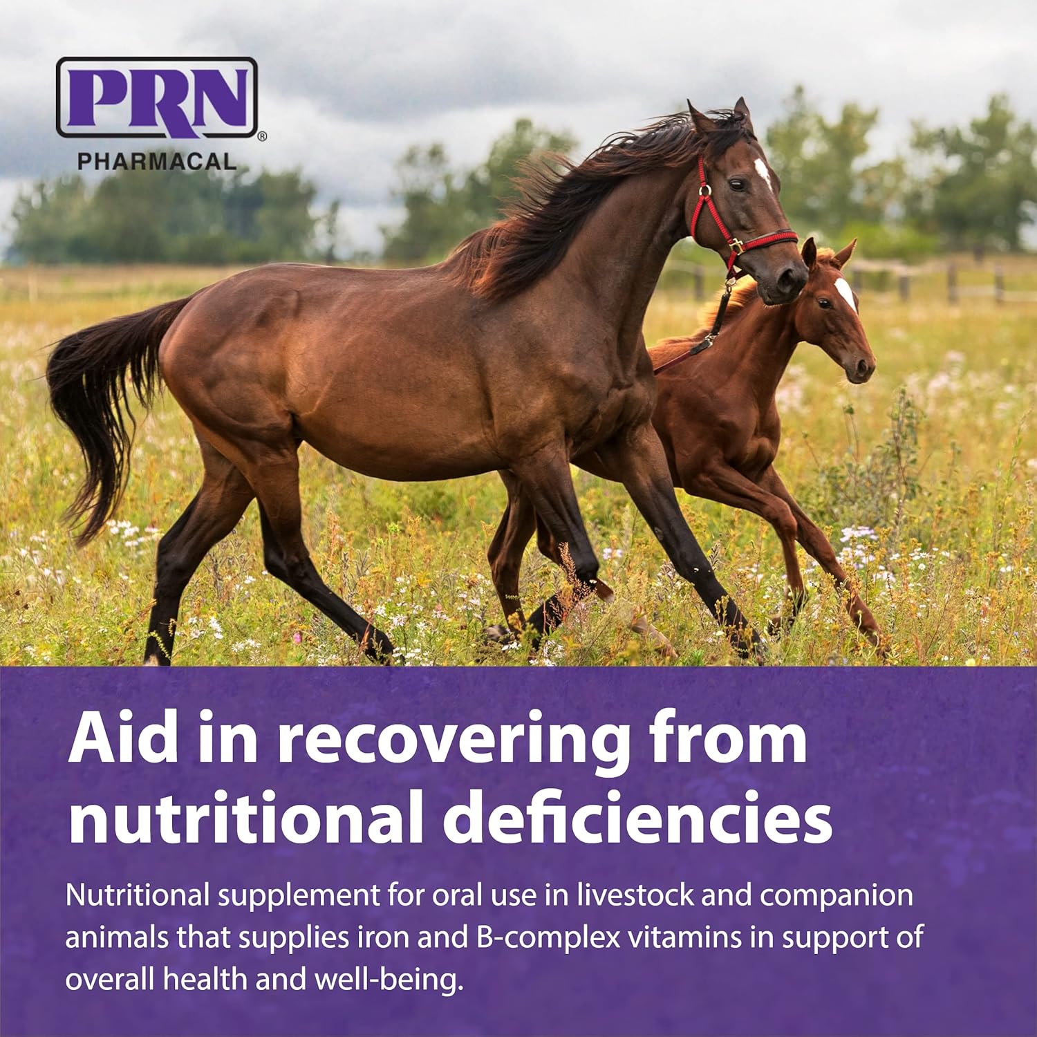 PRN Pharmacal Liqui-Tinic 4X Oral Nutritional Supplement for Pets - Liver-Flavored Iron & Vitamin B-Complex Support - 1 Gallon