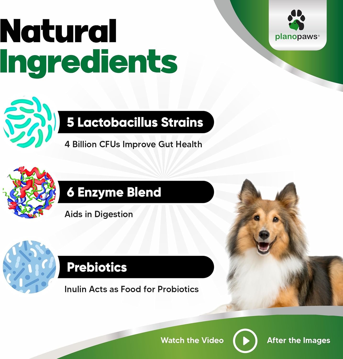 Probiotic Chews for Dogs - Supports Digestive Health & Gut Flora - Prebiotics & Enzymes - 90 Chews