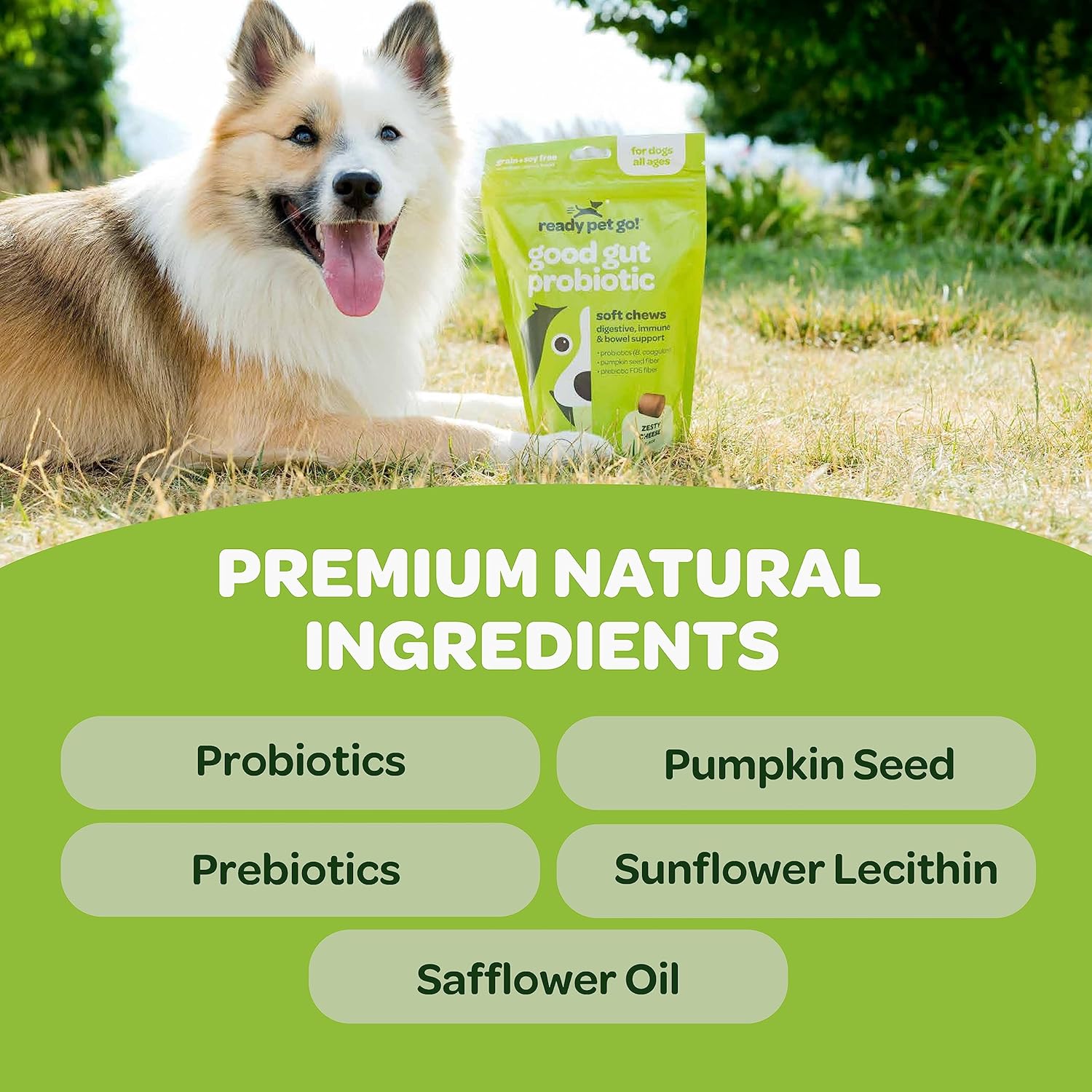 Probiotic Chews for Dogs Gut Health with Pumpkin & Digestive Enzymes | Tasty Prebiotics for Digestion | NASC Certified USA-Made | 90 Chews - BoostGo Australia