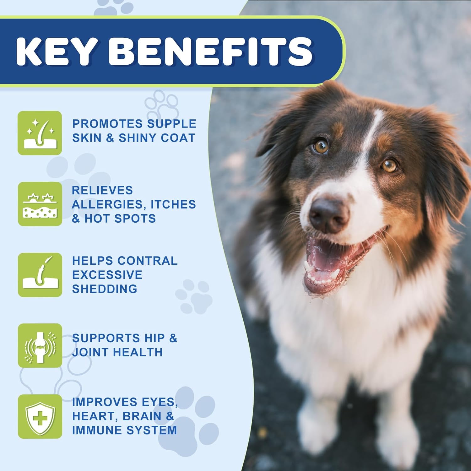 Probiotics and Omega 3 Fish Oil for Dogs - Nourishing Supplements for Canine Health