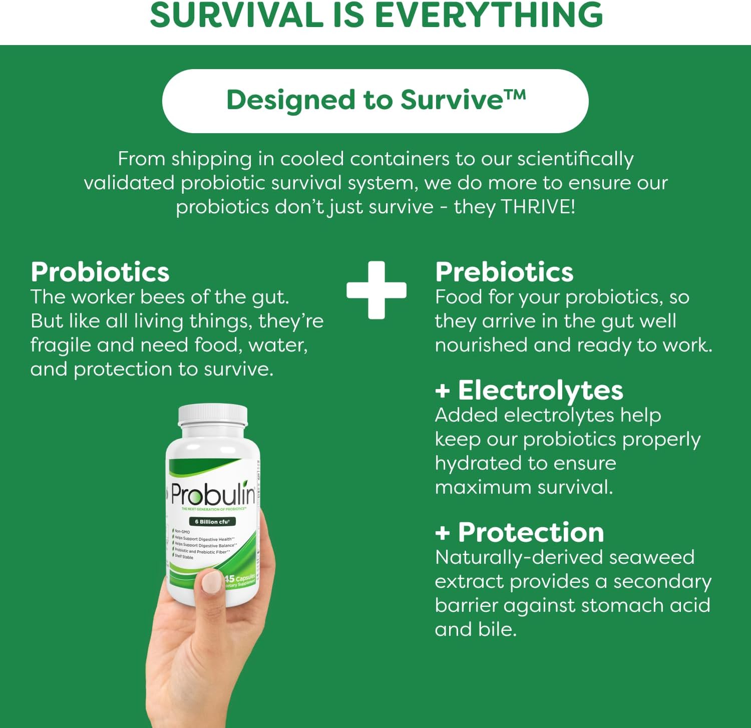 Probulin Original Formula Probiotic: 6 Billion CFU Digestive Support in 90 Capsules