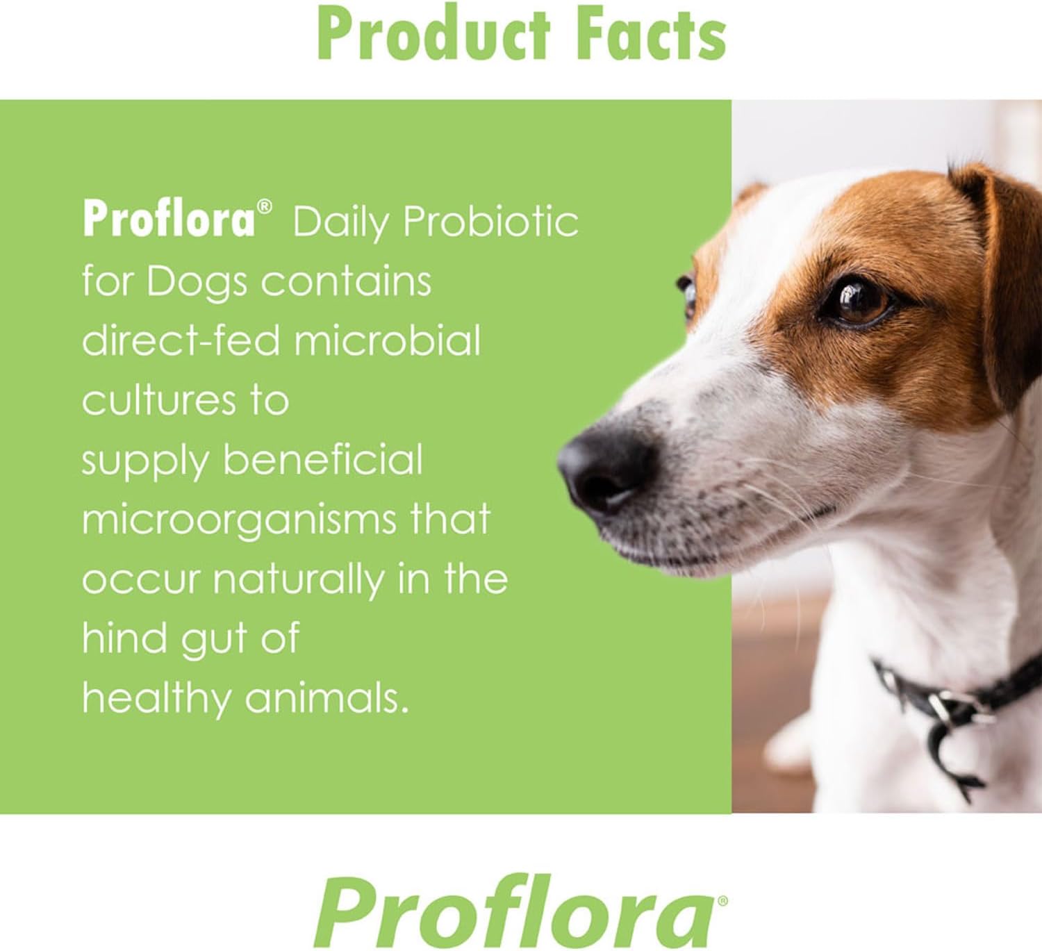 Proflora Probiotic for Dogs - Promotes Healthy Digestion, Boosts Immune System, Supports Normal Bowel Function, Improves Skin and Coat Health - 90 Servings, 3-Pack