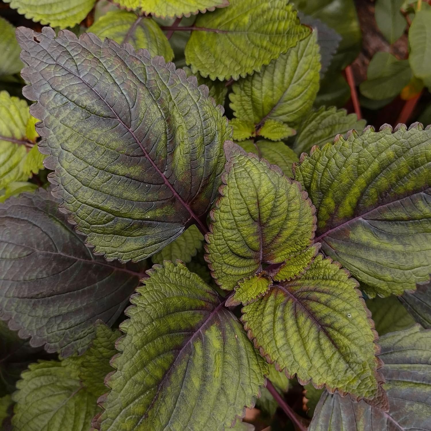 Pure and Undiluted Earthborn Elements Perilla Capsules - 200 Count, Additive-Free