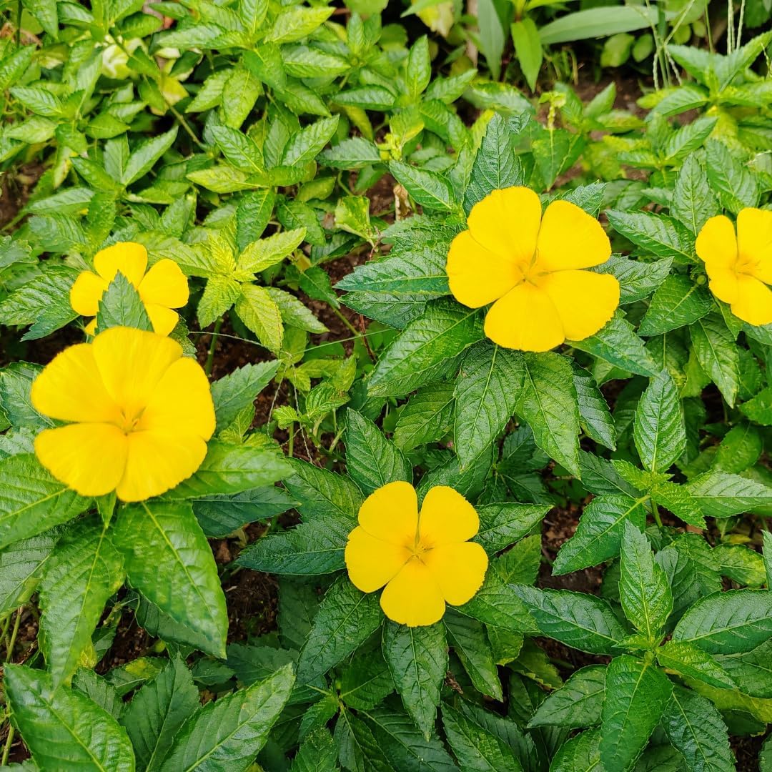 Pure Damiana Leaf Capsules - No Magnesium or Rice Fillers - Lab Verified - 730 Capsules