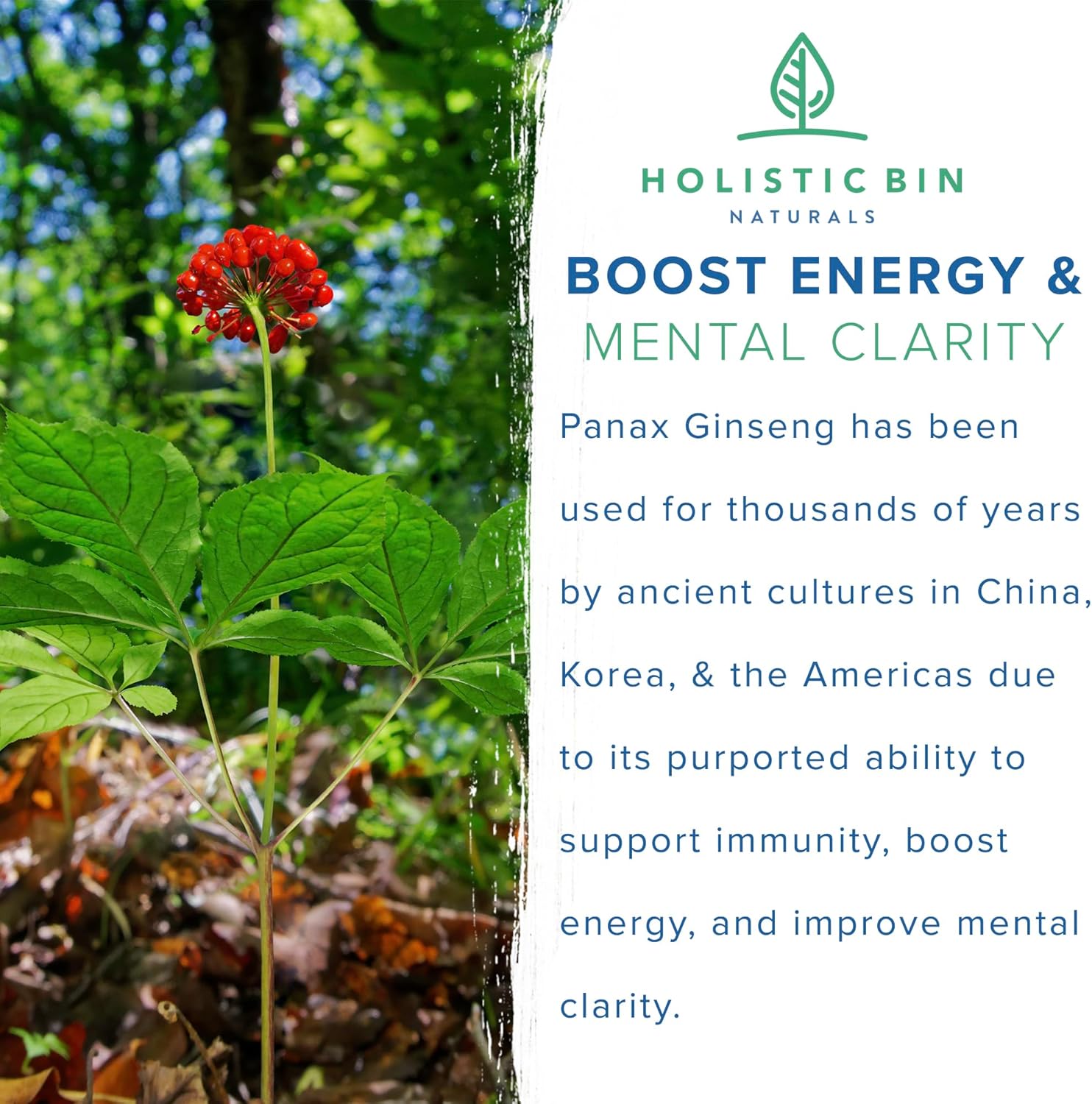 Pure Panax Ginseng Capsules | Korean Red Ginseng Supplement | Vegan, Gluten Free, Non GMO | 40 Capsules with Ginsenosides