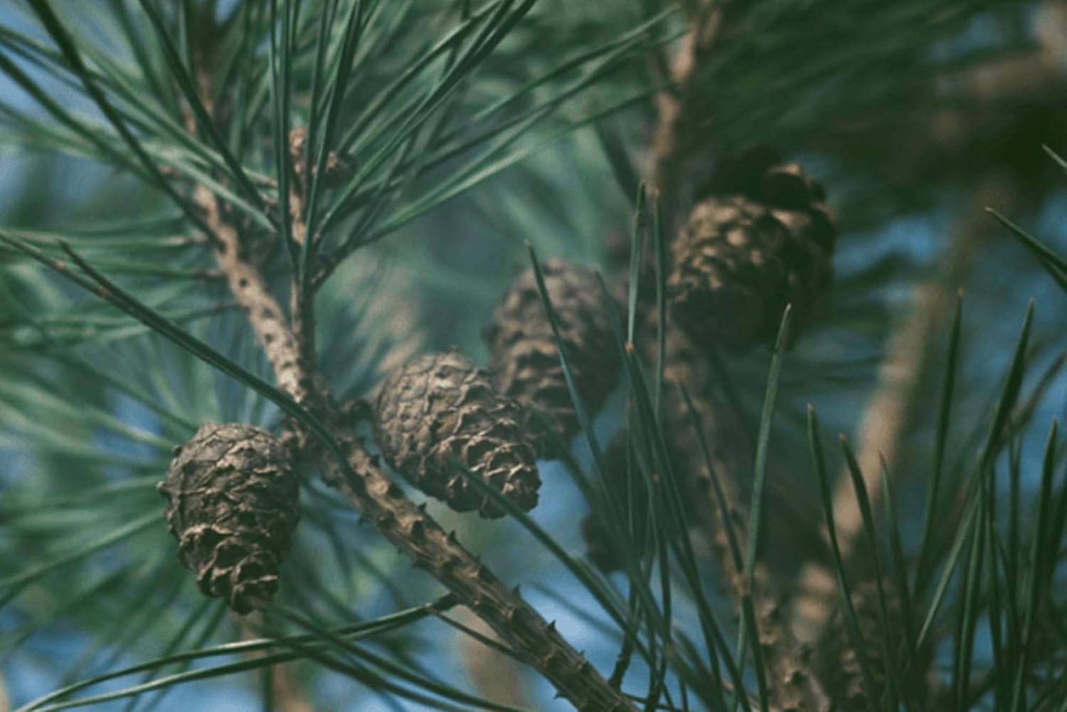 Pure Pine Bark Extract 730 Capsules | No Magnesium or Rice Fillers | Lab Verified, 100% Original Ingredients