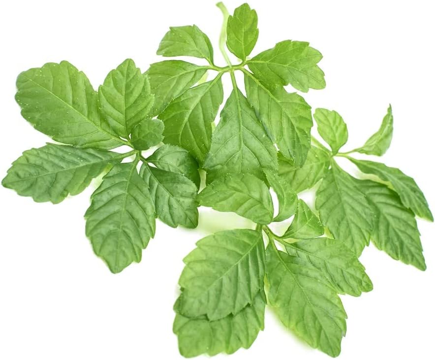 Pure & Potent Gynostemma Leaf Extract Powder - Energizing Jiaogulan Adaptogen for Wellness, 1 Packet