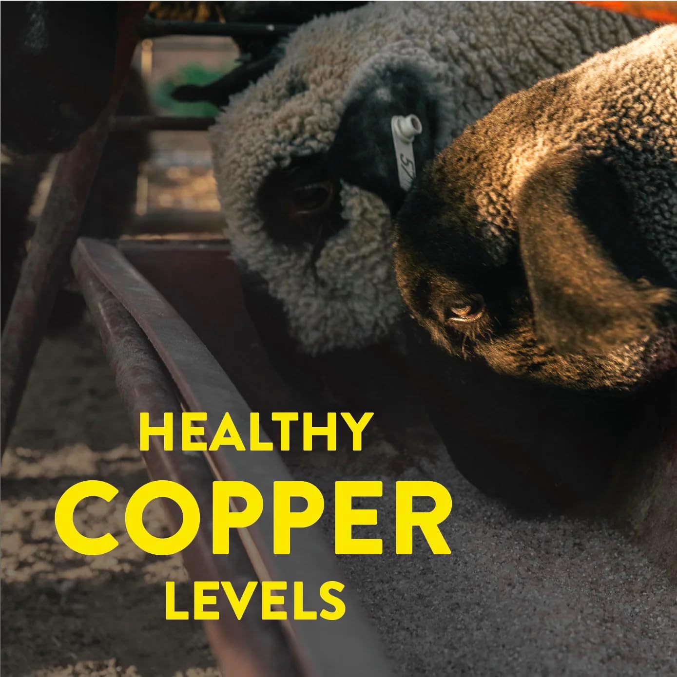 Redmond All Natural Sheep Mineral Supplement - Supports Optimal Health and Growth with Essential Trace Minerals - 5 lbs