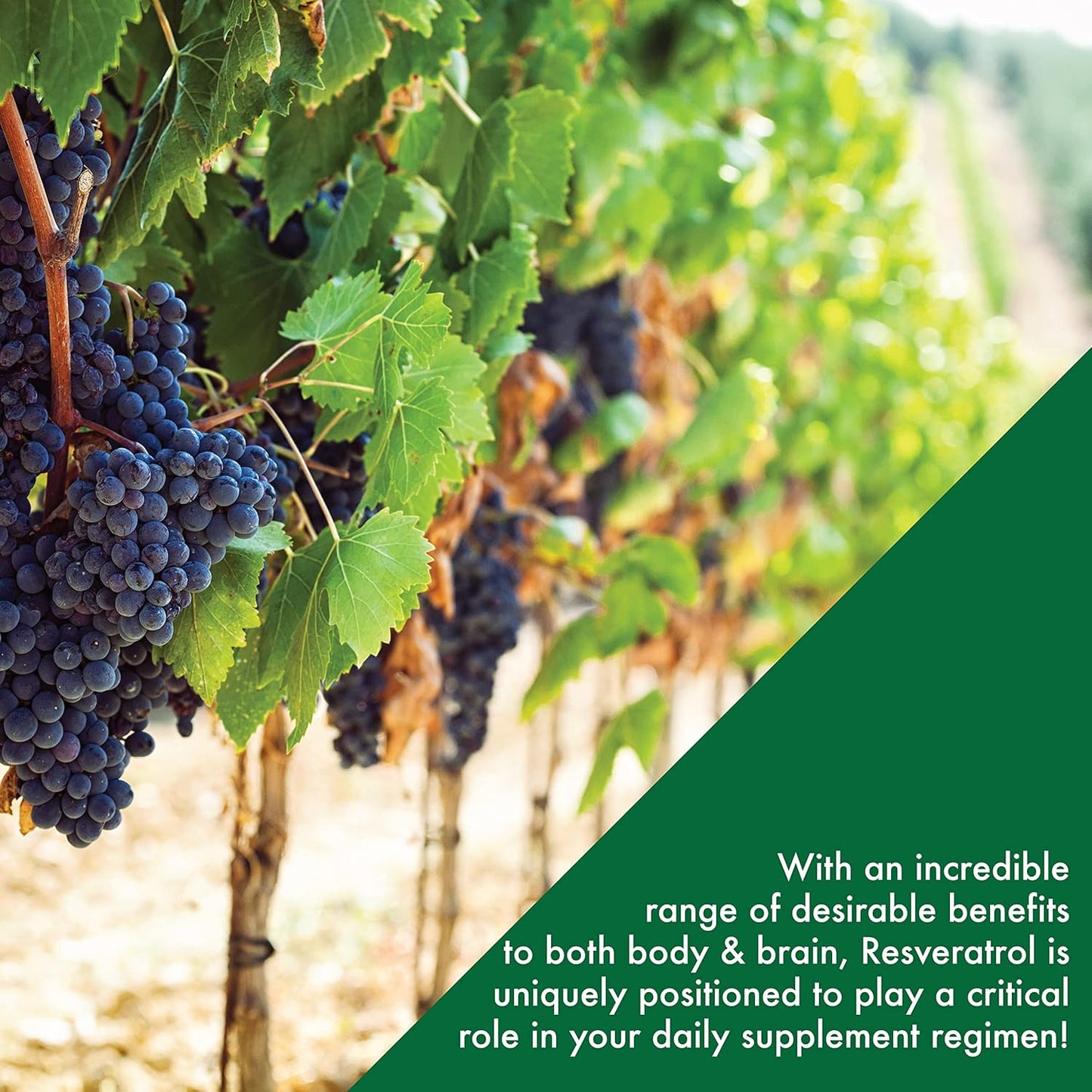 ResVida 100mg Trans-Resveratrol Capsules | Supports Healthy Aging and Metabolism | Gluten Free | 60 Count Pack