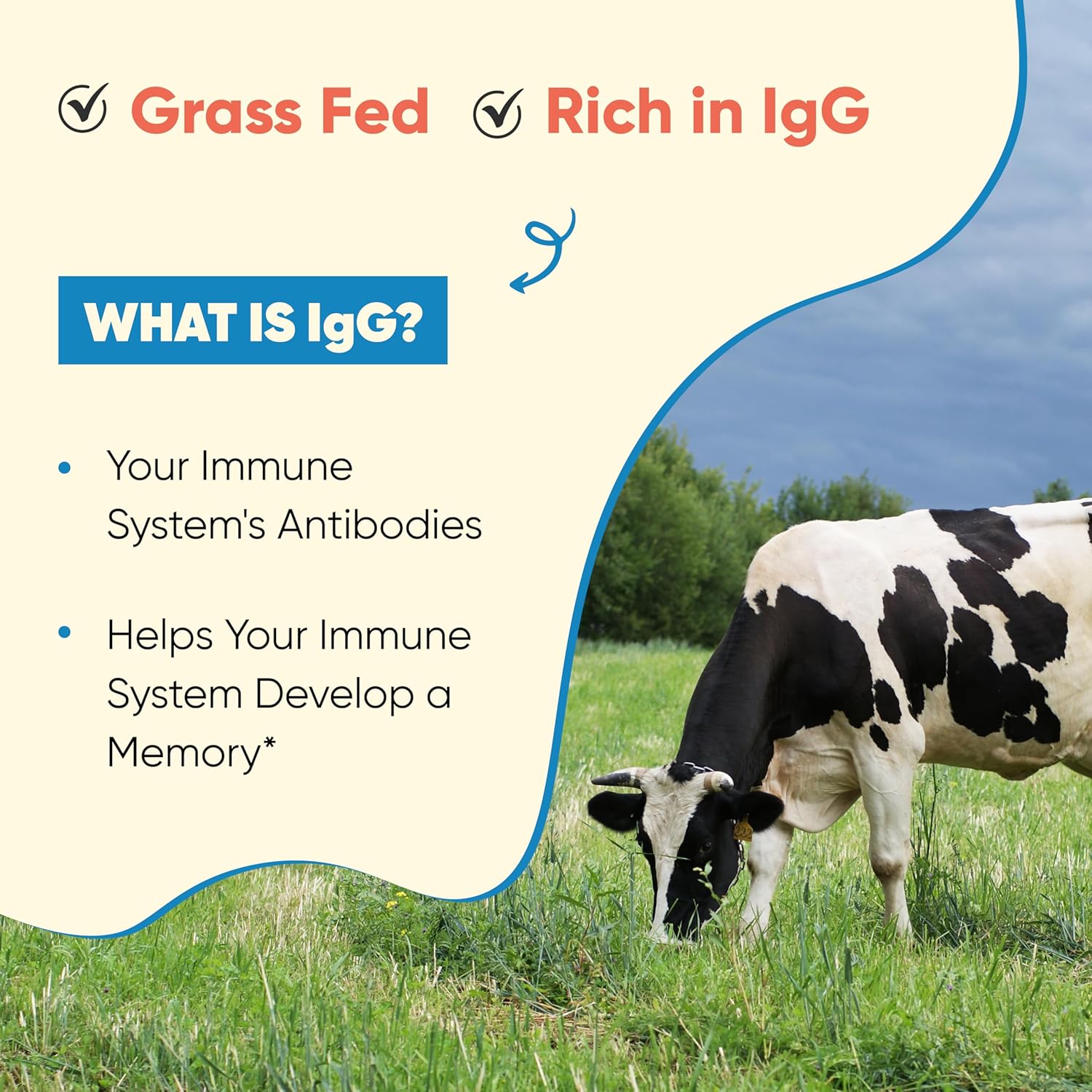 Sandhu's Bovine Colostrum Powder & Berberine HCL Supplement Combo for Immune, Gut & Muscle Support - Non-GMO Formula with Healthy Energy Boost