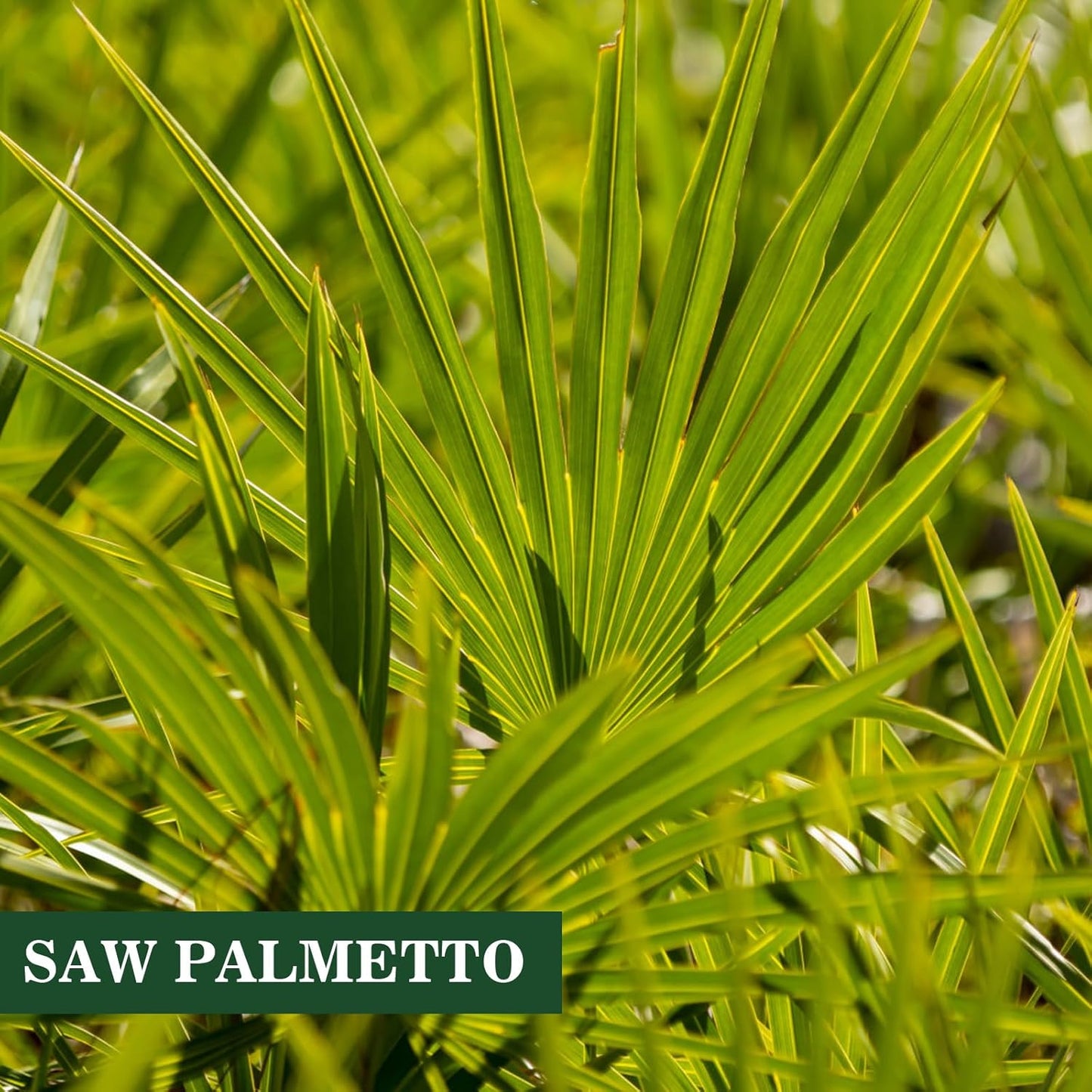 Saw Palmetto Extract Capsules for Men's Prostate Health, Herbal Supplement for Urinary Function, 60 Capsules, 450mg Powder + 100mg Extract