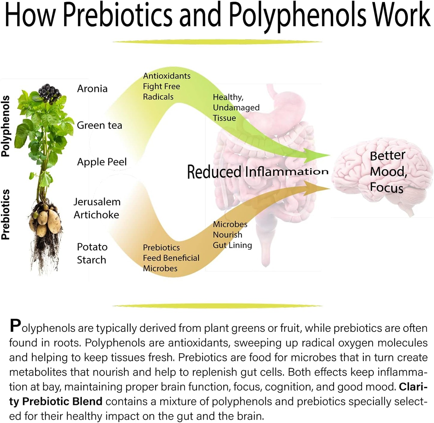 Scanderson Labs Clarity Prebiotic Blend - Gut and Mood Optimization, Vegan, Soy-Free, Gluten-Free, Non-GMO - 30-Day Supply - Easy to Use