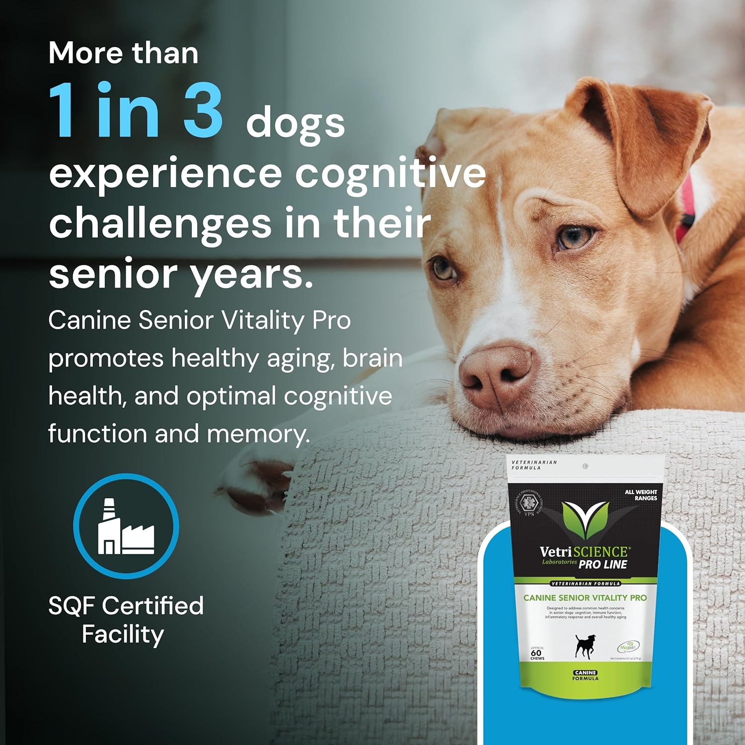 Senior Dog Multivitamin for Immune & Metabolic Support - Brain Health & Aging Formula - 60 Chews