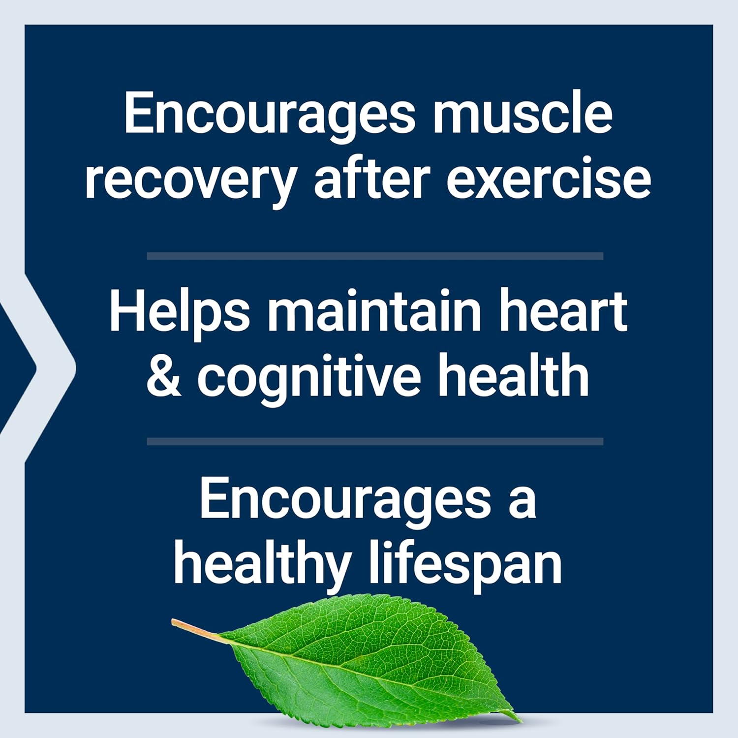 Senolytic Activator Supplement with Quercetin, Fisetin, Taurine for Immune Support & Longevity - Vegetarian Capsules