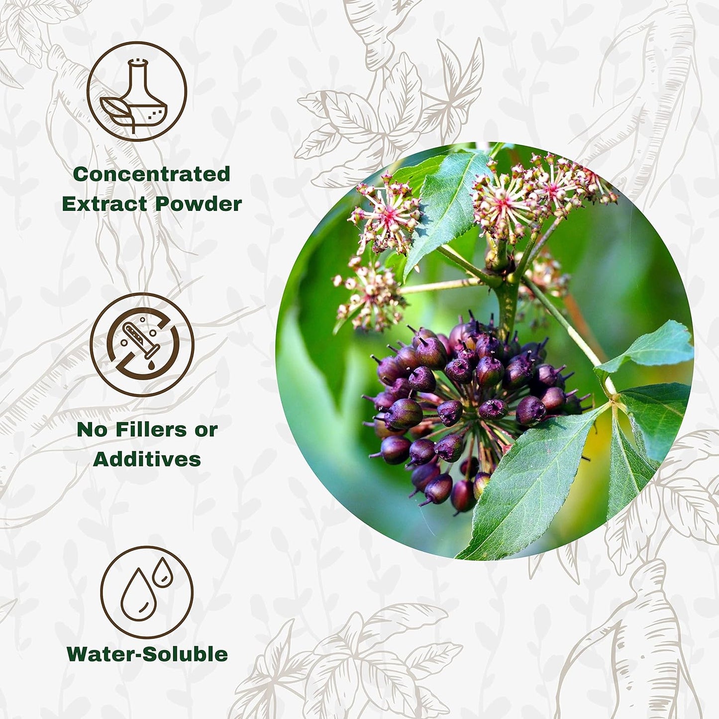 Siberian Ginseng Powder 4:1 Extract - 4oz Non-GMO Eleuthero Root Extract - 4X Strength