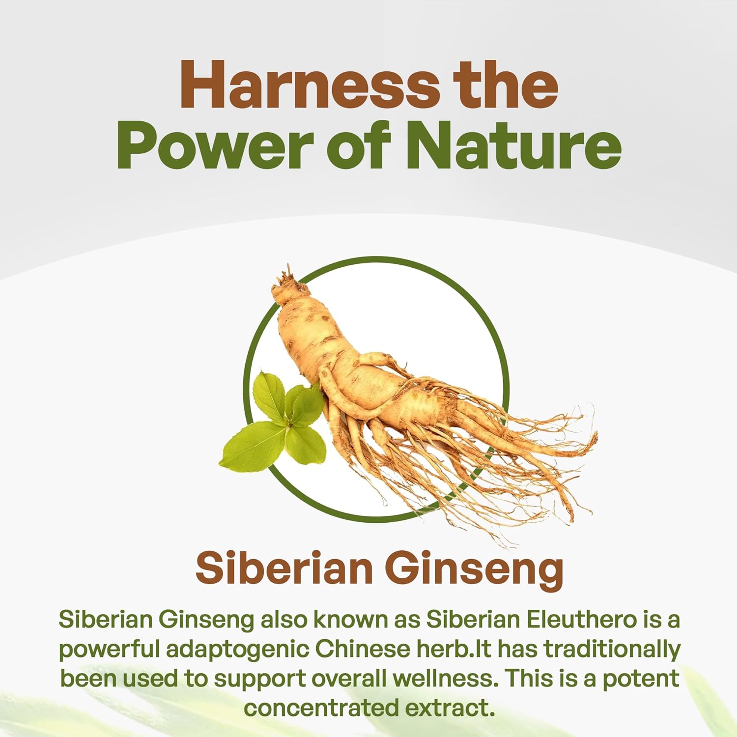 Siberian Ginseng Powder 4:1 Extract - 4x Strength, Non-GMO, 1lb (16 oz) - Eleuthero Root