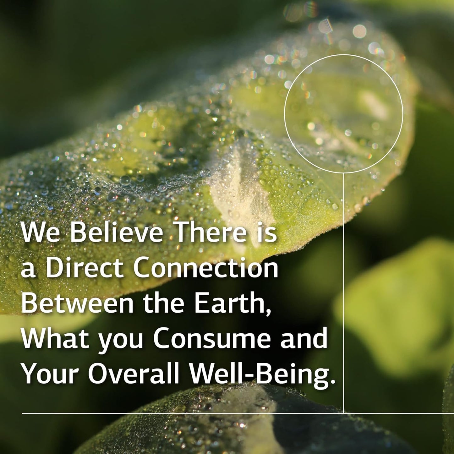 Standard Process Multizyme Capsules - Whole Food Pancreas Support with Pancreatin Digestive Enzymes - 90 Capsules