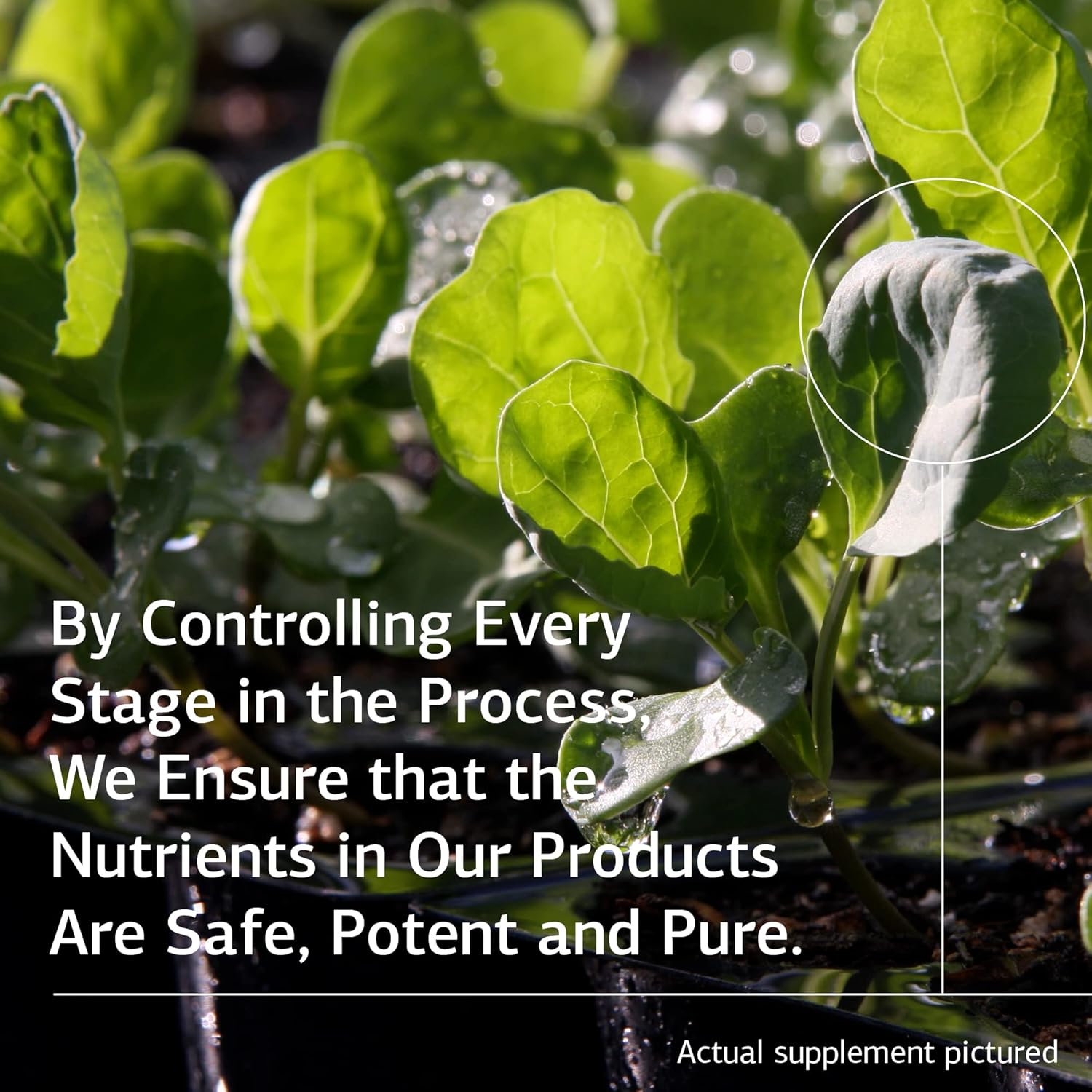 Standard Process Nutrimere Capsules - Whole Food Vitality & Metabolism Boost - Green Lipped Mussel, Organic Carrot, & Sweet Potato - Gluten Free - 90ct