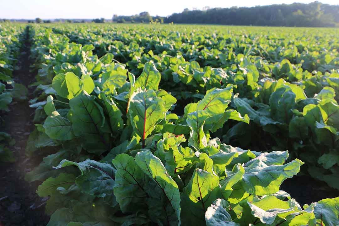 Standard Process StandardBar: Gluten-Free Protein Bar with Whole Food Formula, Vegetarian, 18 Bars, Cocoa Crisp