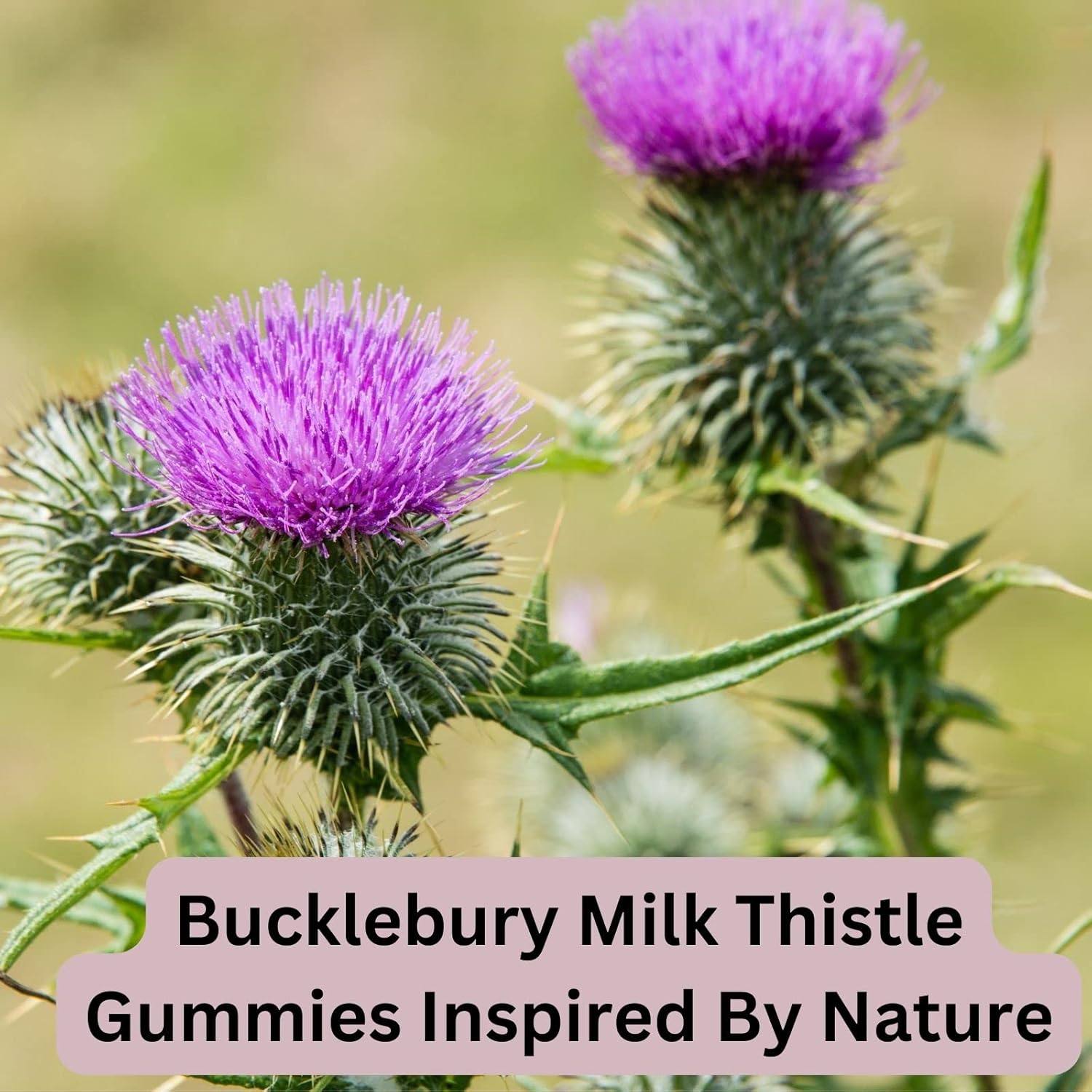 Sugar-Free Milk Thistle Gummies 1,000mg for Healthy Liver Detox - Blueberry Flavor, Vegan, Non-GMO, Gluten-Free - 60 Gummies