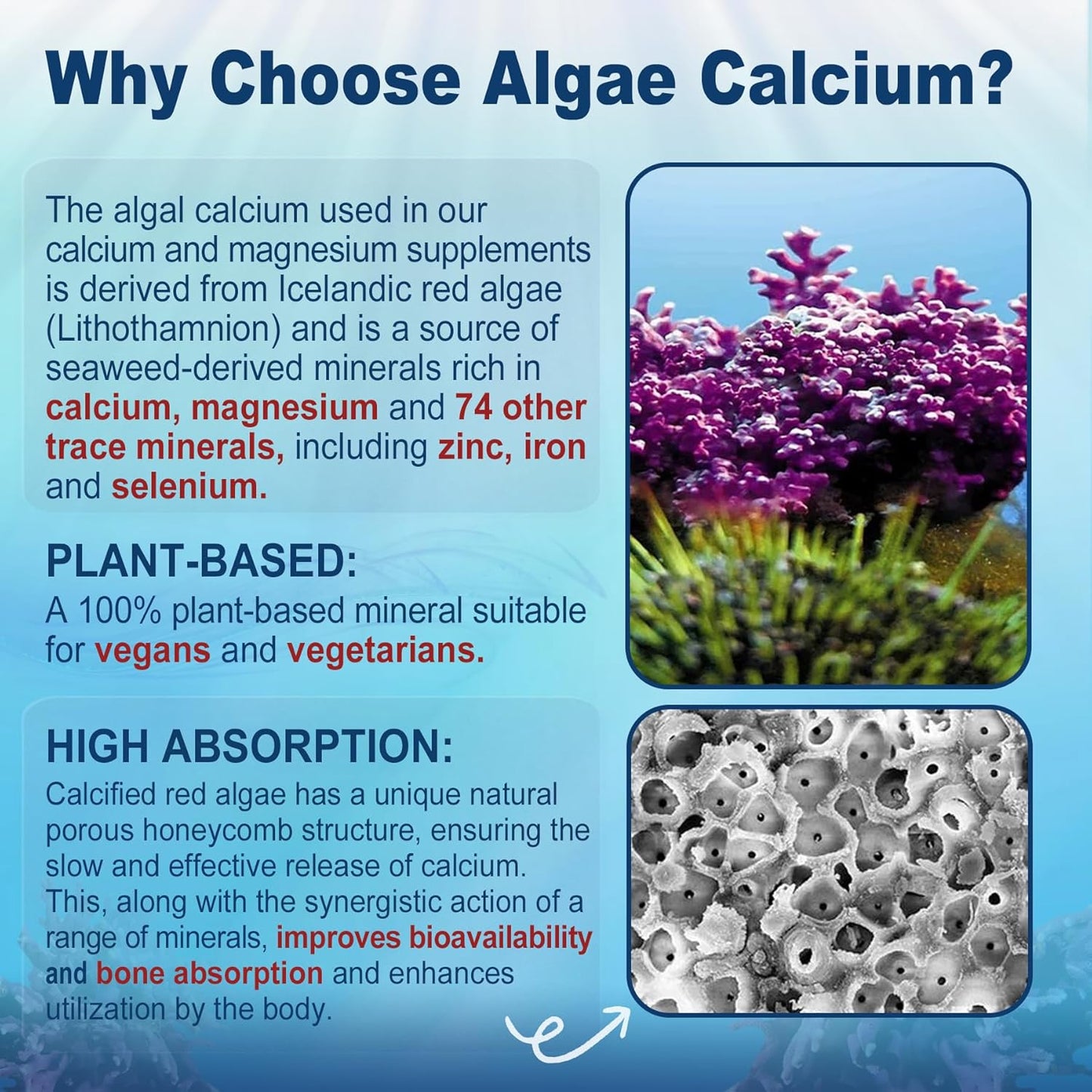 Sugar-Free Nevis Calcium Supplement Gummies with Algae Calcium Magnesium and CoQ10 - High Absorption Formula