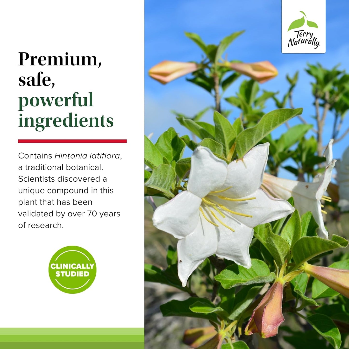 Terry Naturally Sucontral D - 240 Capsules, 100 mg Hintonia Latiflora, Non-GMO & Gluten Free - 240 Servings