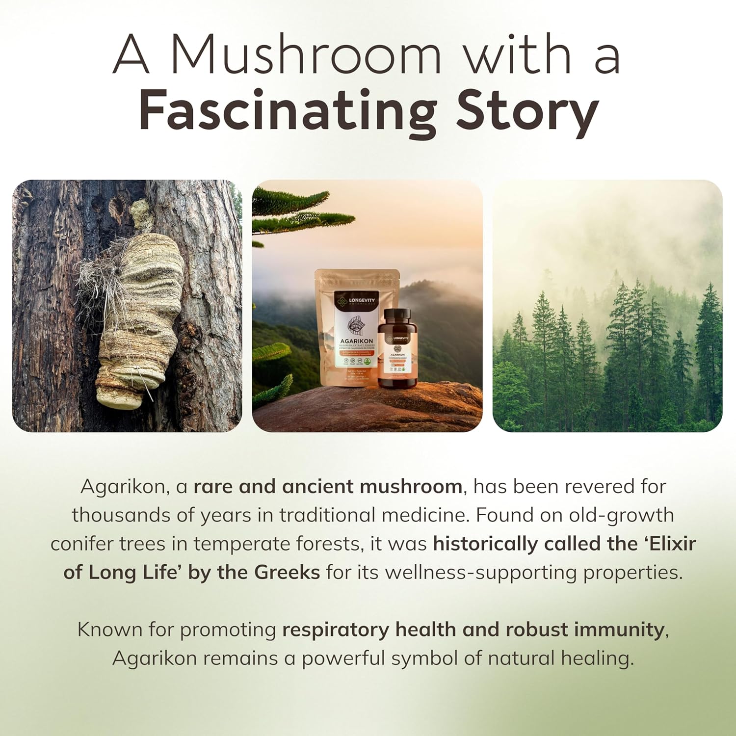 Ultra Concentrated Wildcrafted Agarikon Mushroom Capsules for Immune Support - 100% Fruiting Body Supplement - 120 Capsules