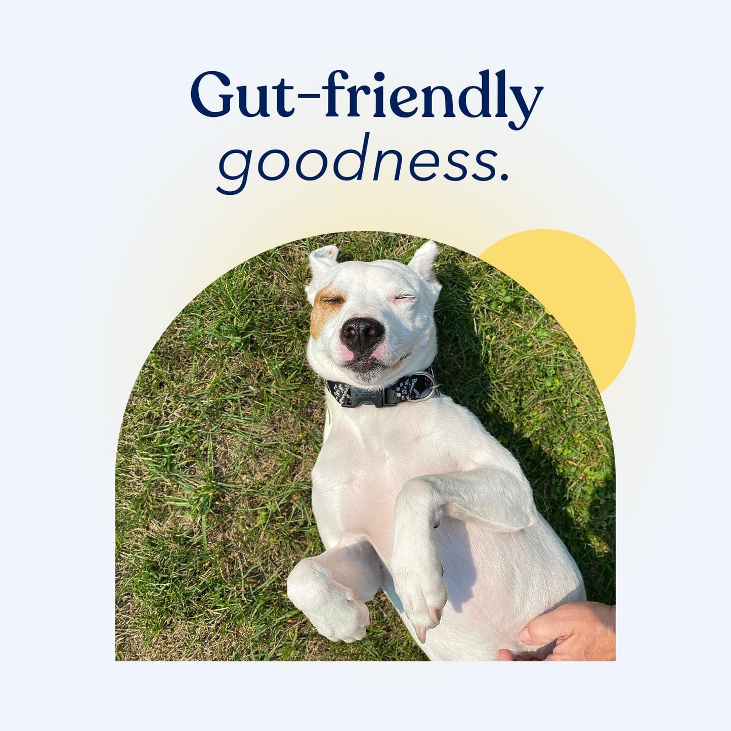 USA-Made Dog Probiotic Powder for Digestive and Immune Health - Pumpkin Flavor with Prebiotic, Enzymes - 30 Sticks