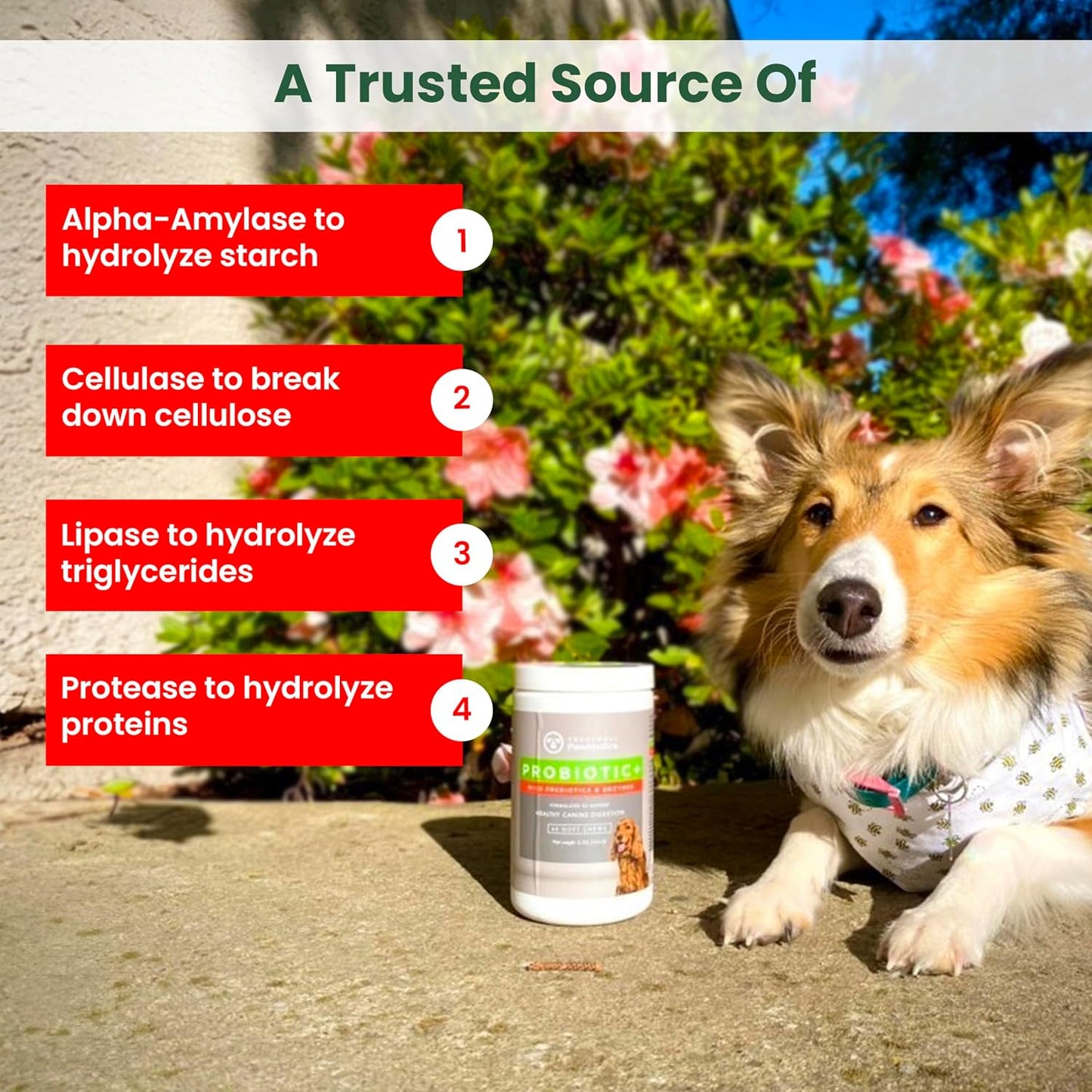 USA-Made PawMedica Dog Probiotic Chews with Digestive Enzymes & Prebiotics - 120 Treats for Digestive Support