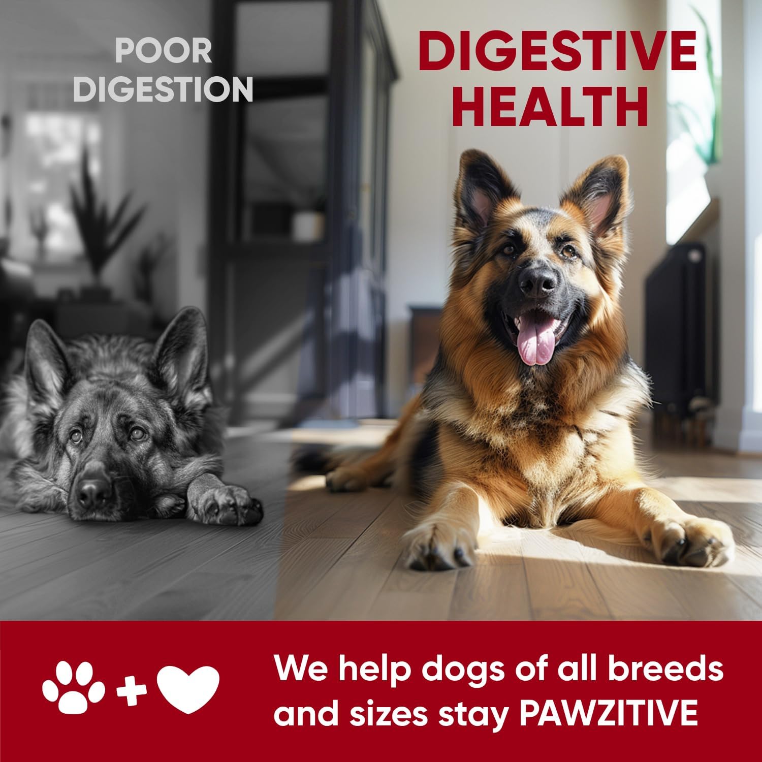 USA-Made Pawzitive Pets Probiotic Chews for Dogs - Digestive Health & Immune Support - Relief for Itchy Skin, Yeast, Diarrhea - Enzyme Supplement for Gut Health & Allergies