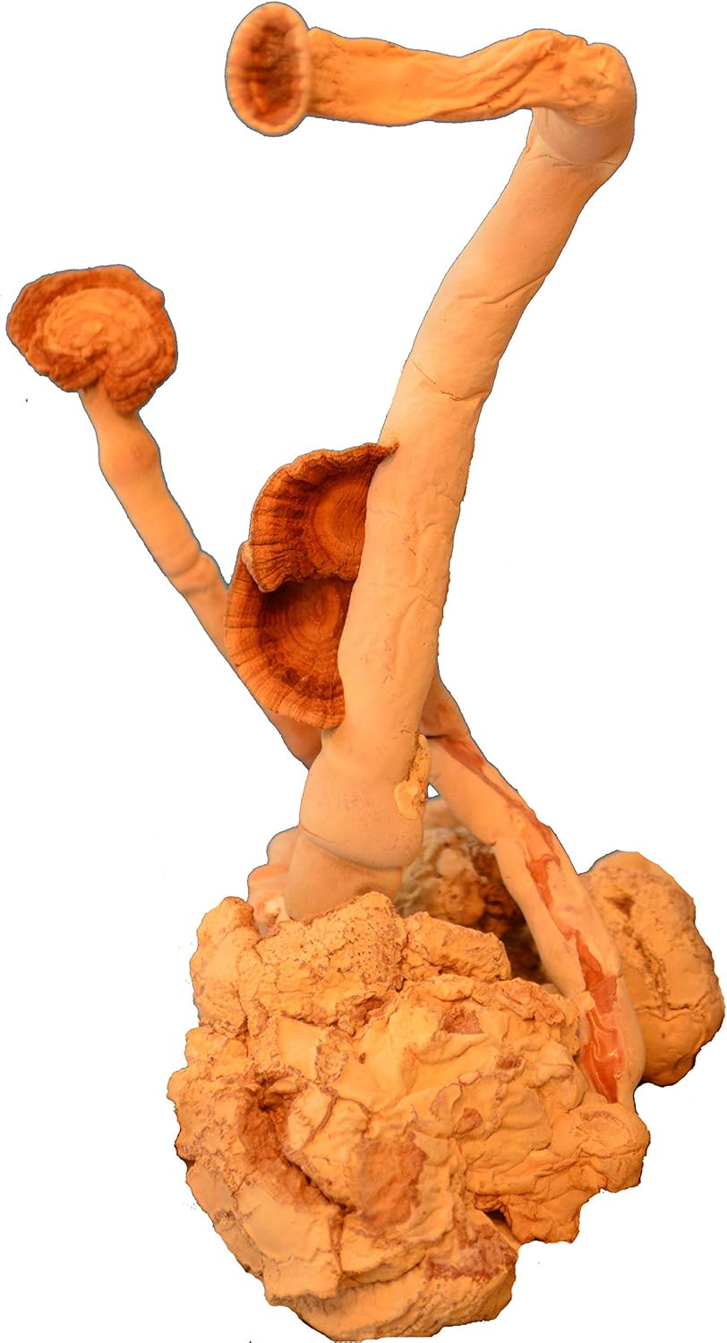 USA Tiger Milk Mushroom Capsules for Lung, Respiratory, and Immune Support - 450mg