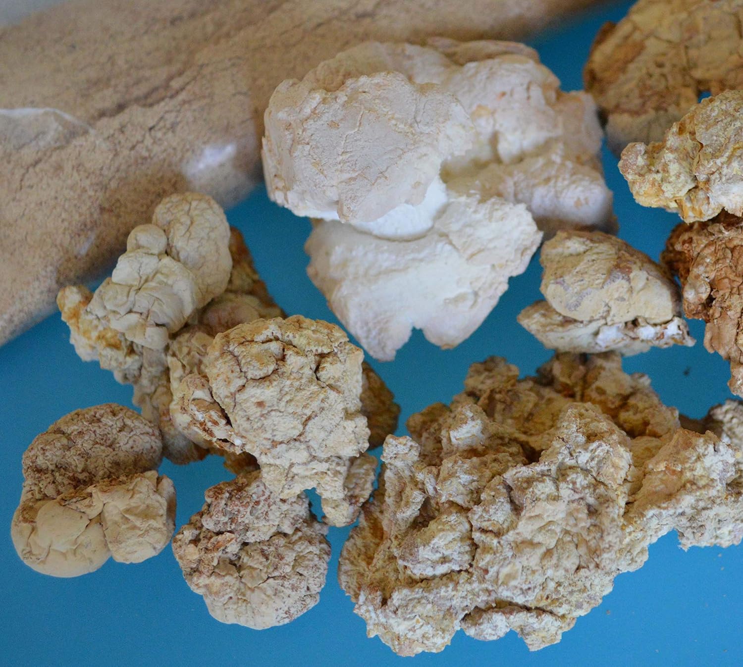 USA Tiger Milk Mushroom Capsules for Lung, Respiratory, and Immune Support - 450mg