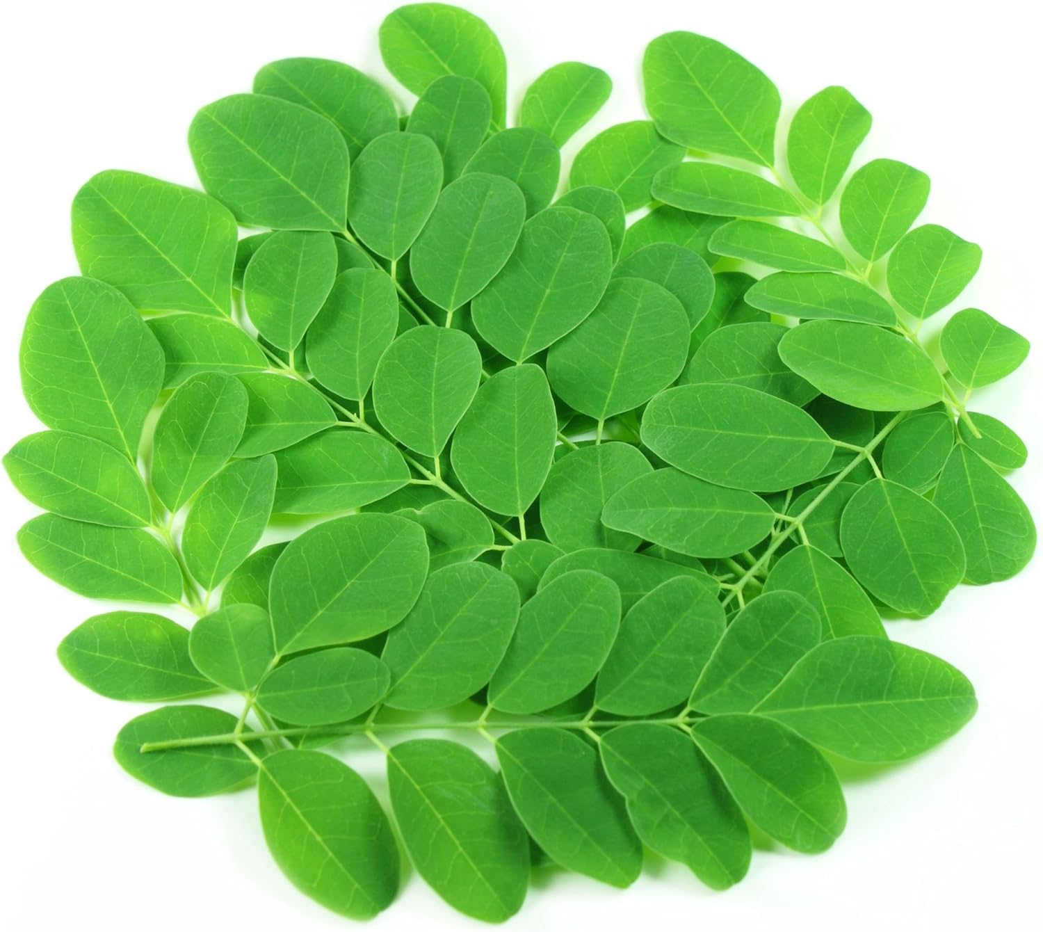 USDA Organic Moringa Leaf Powder - Superfood Nutrition for Immune Support and Energy Boost - Raw, Vegan, Non-GMO - 16oz Bag