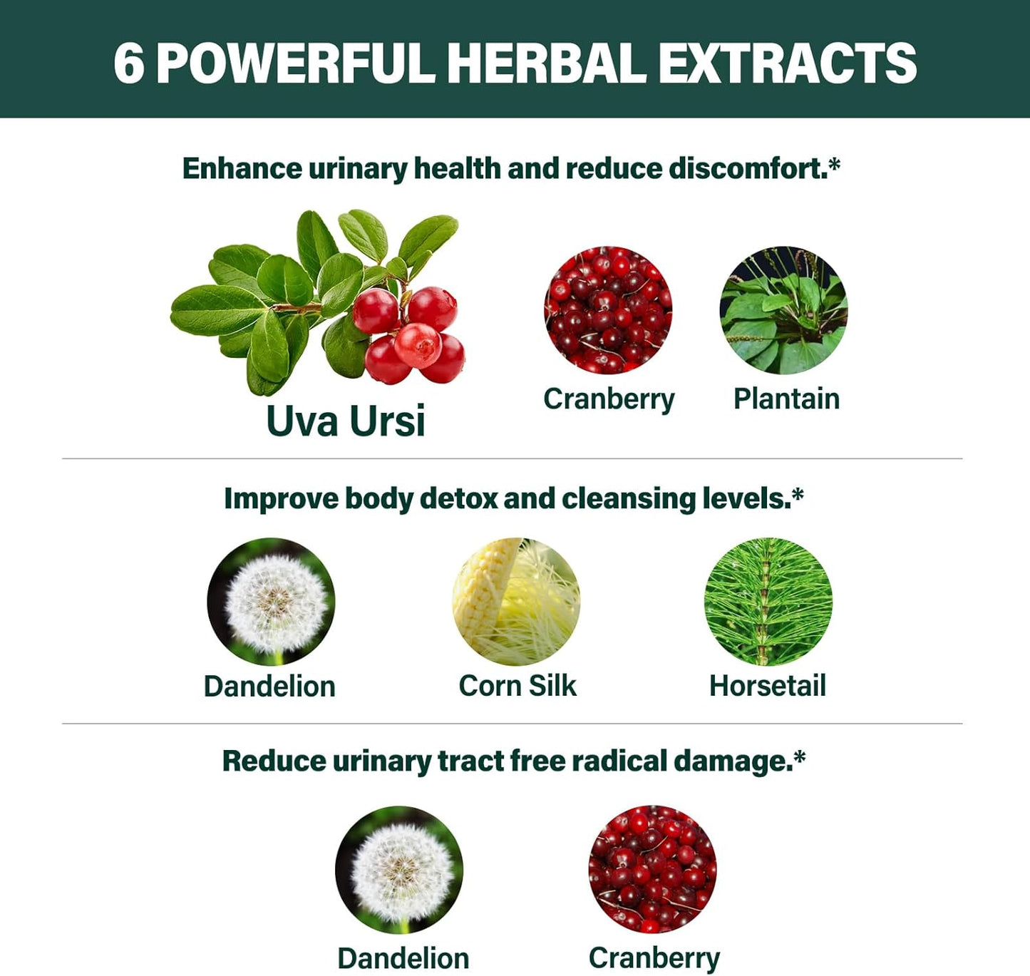 Uva Ursi Bearberry Natural Diuretic Drops for Urinary Health & Kidney Cleanse - Herbal Supplement with Dandelion Root & Cranberry - Alcohol-Free Tincture - 2oz