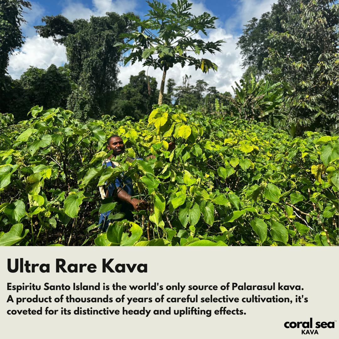 Vanuatu Palarasul Kava Powder - Rare Noble Root Tea for Relaxation - Uplifting & Calming Drink - Traditional Waka and Lawena Mix 8oz