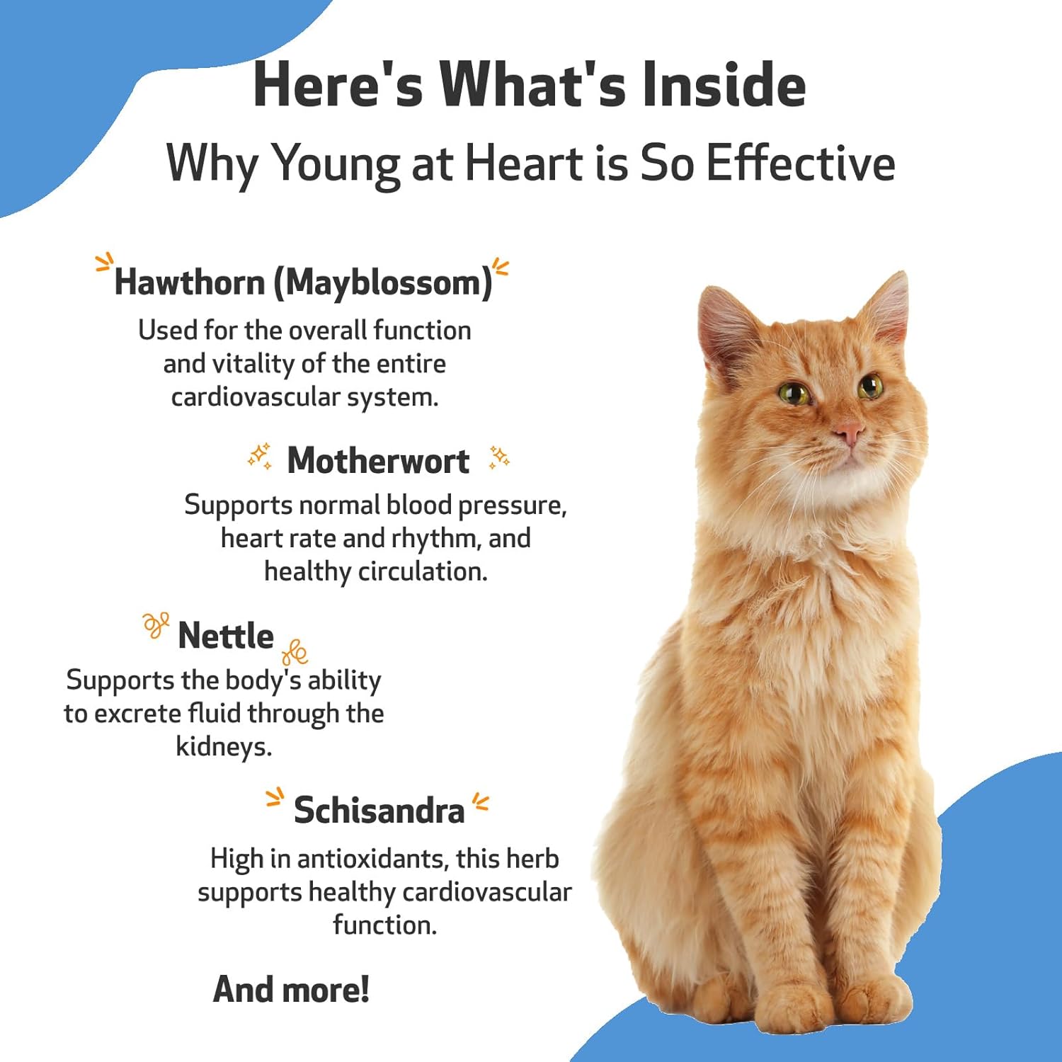 Veterinarian-Formulated Herbal Supplement for Cats - Supports Heart Health, Circulatory System with Hawthorn, Motherwort, Schisandra - 2 fl oz