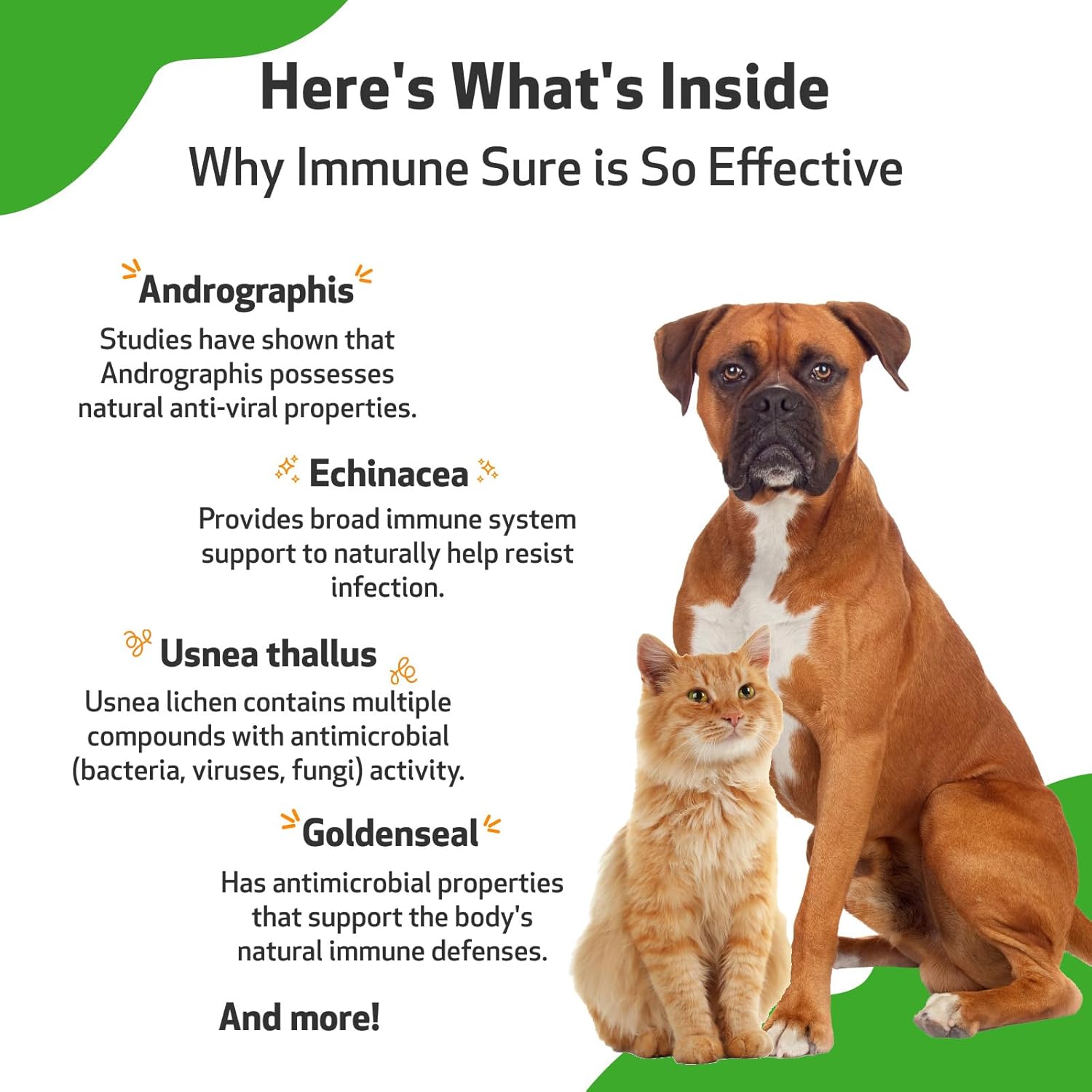 Veterinarian-Formulated Pet Wellbeing Immune Support Supplement for Dogs - Boosts Immune Defenses, Gut Health, Andrographis, Echinacea, Vitamin C, Zinc - 4 oz