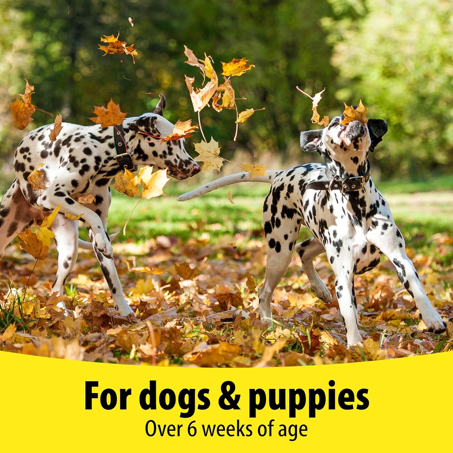 Vetzyme Dog Vitamin B and E Supplement Tablets - 200 Count