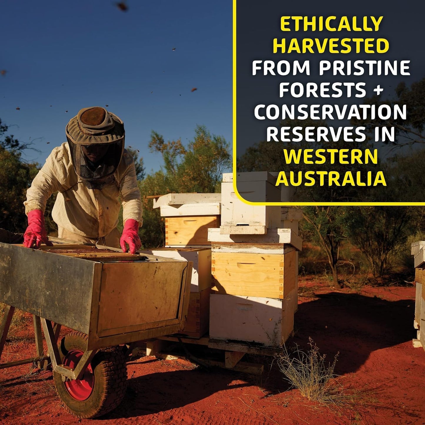 Western Australia Helio Hives Bee Pollen Granules - Pure Superfood for Optimal Health - 1.1 Pound Pack