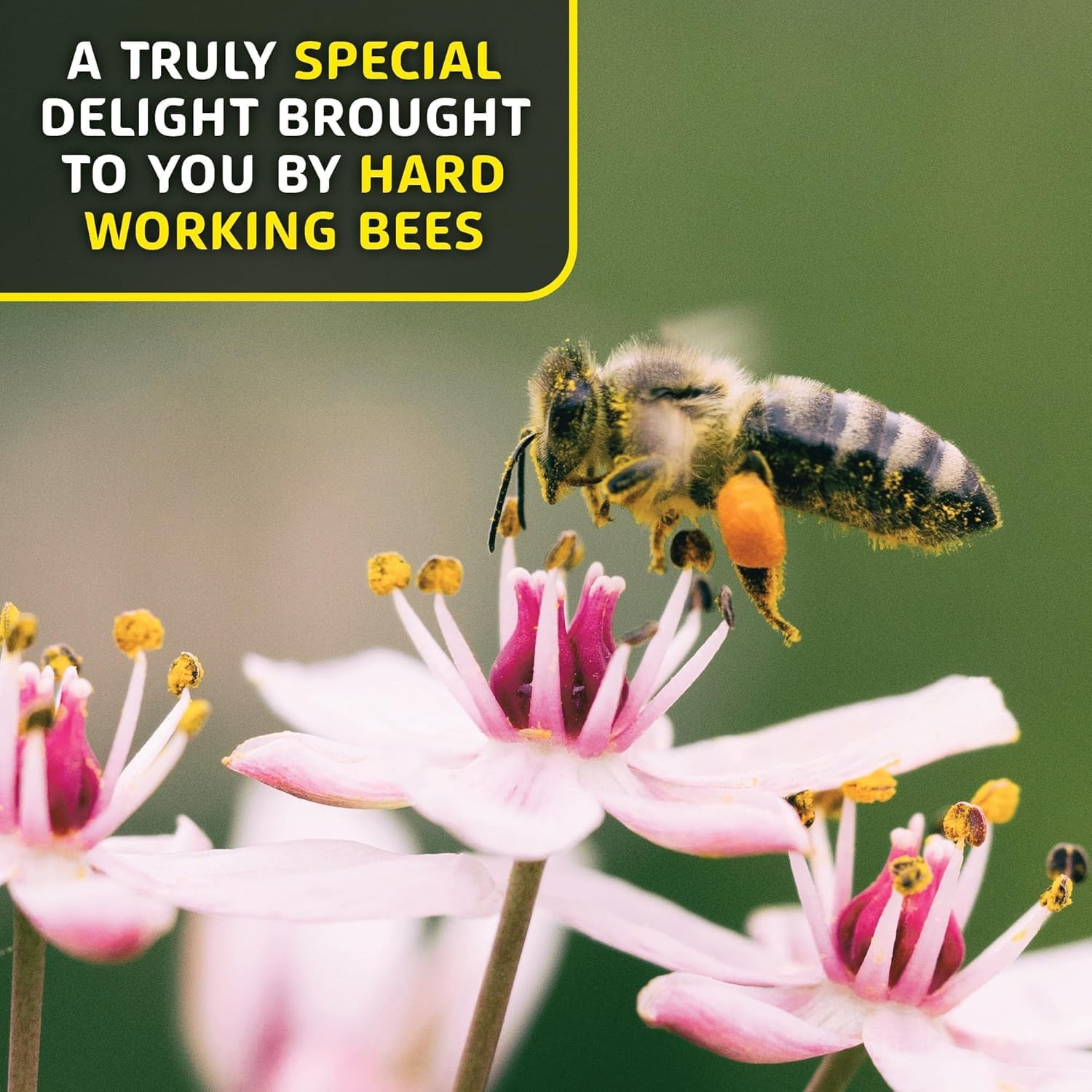 Western Australia Helio Hives Bee Pollen Granules - Pure Superfood for Optimal Health - 1.1 Pound Pack