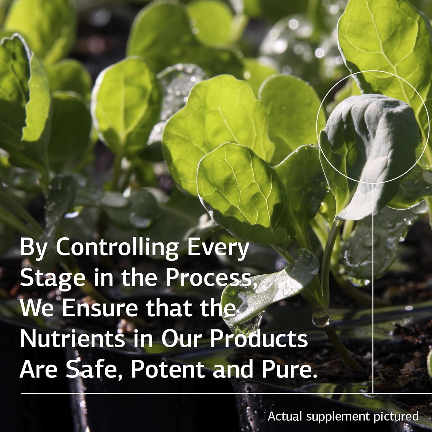 Whole Food Teeth and Bone Health Supplement - Standard Process Biost with Magnesium Citrate, Calcium Lactate, Manganese - 360 Tablets