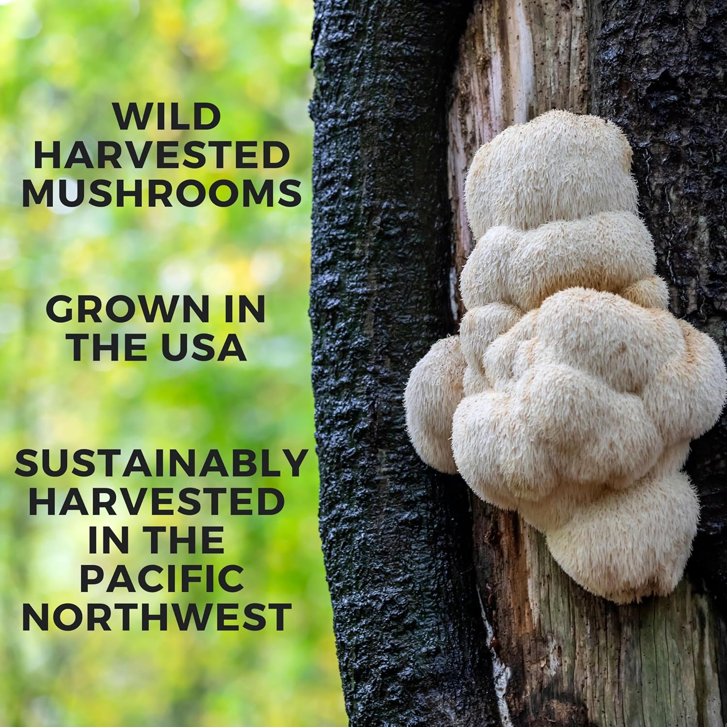 Wild Harvested Lions Mane Triple Extract Tincture with Manuka Honey - 2 fl oz (60 Servings)